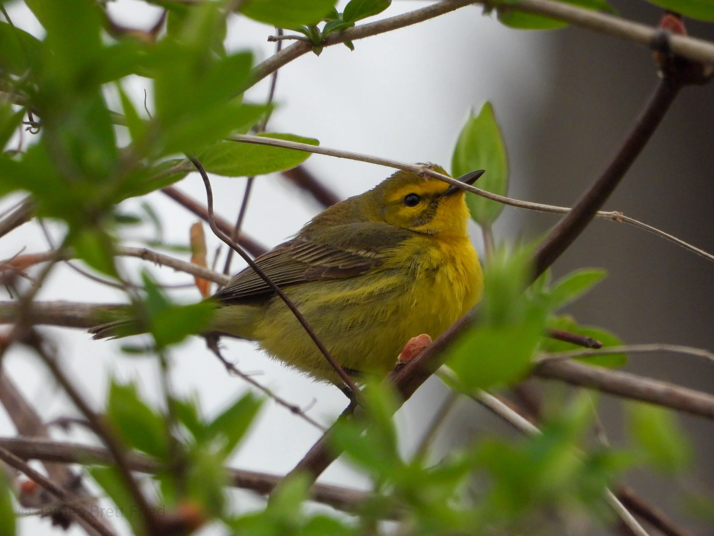 Spring Migrants at FWR Dickson Wilderness Area