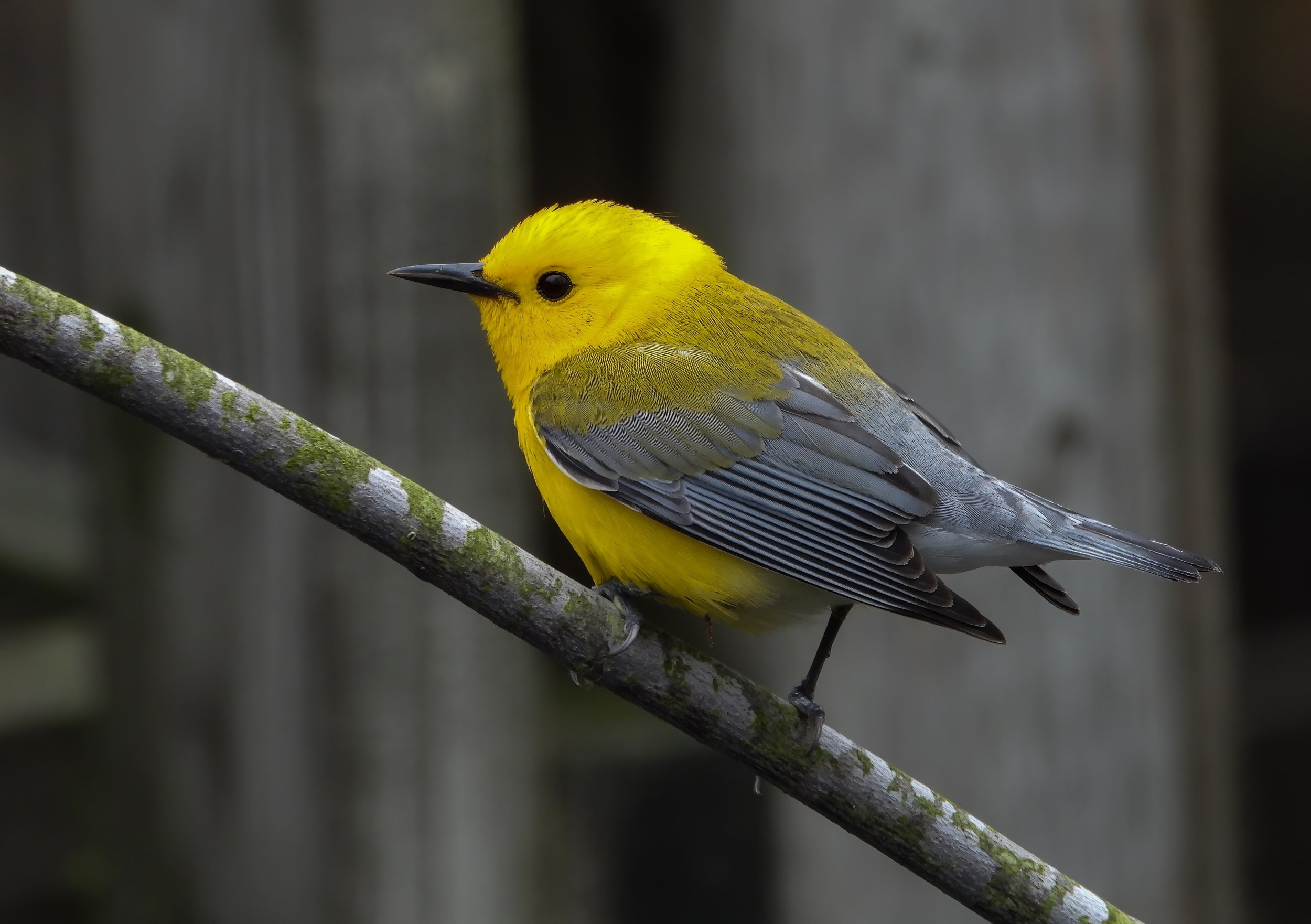 Spring Migrants at Long Point Provincial Park