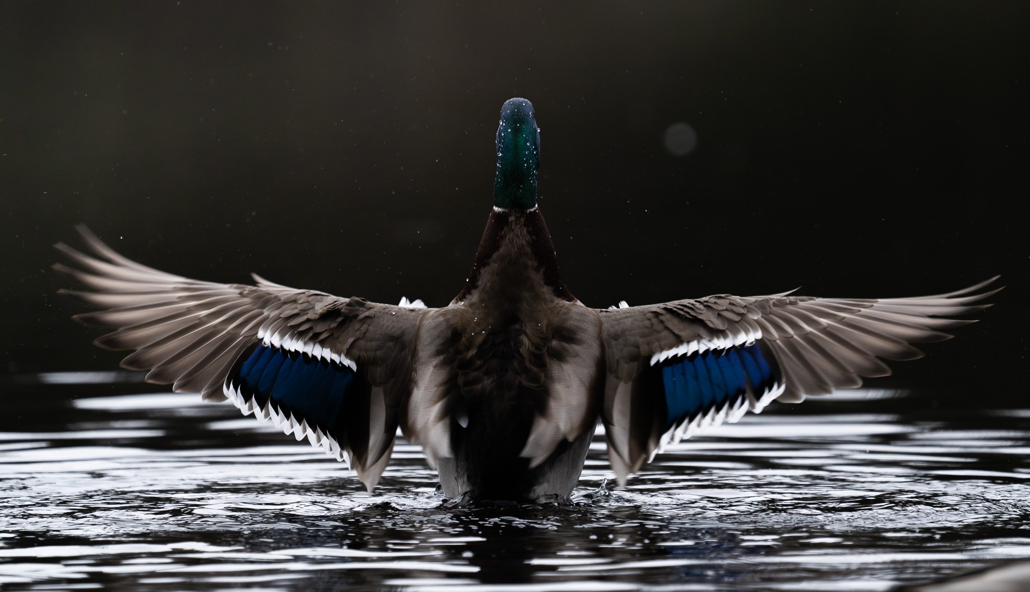 Through the Lens: Capturing Nature’s Story