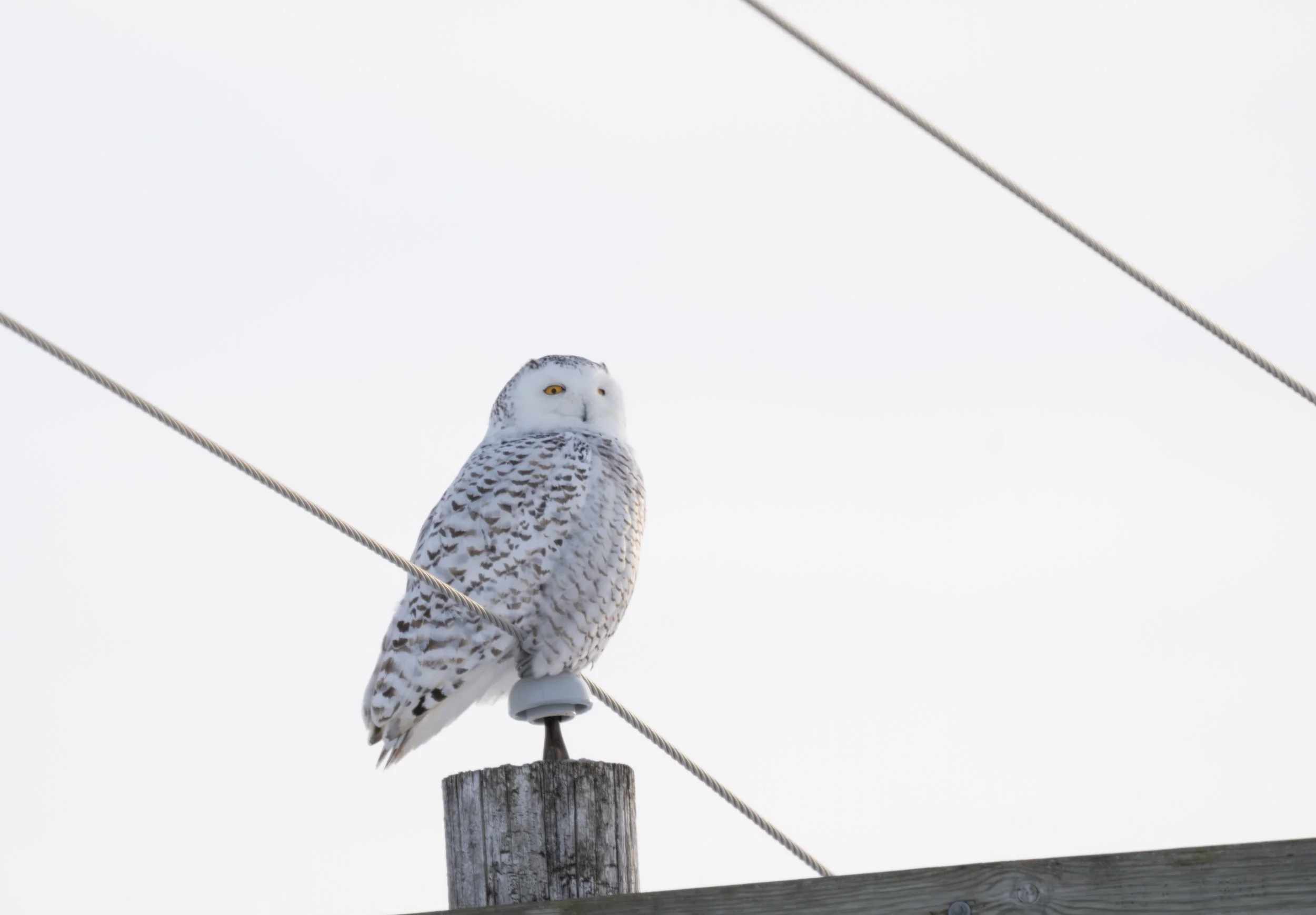 Frozen Skies: A Winter Raptor Tour 