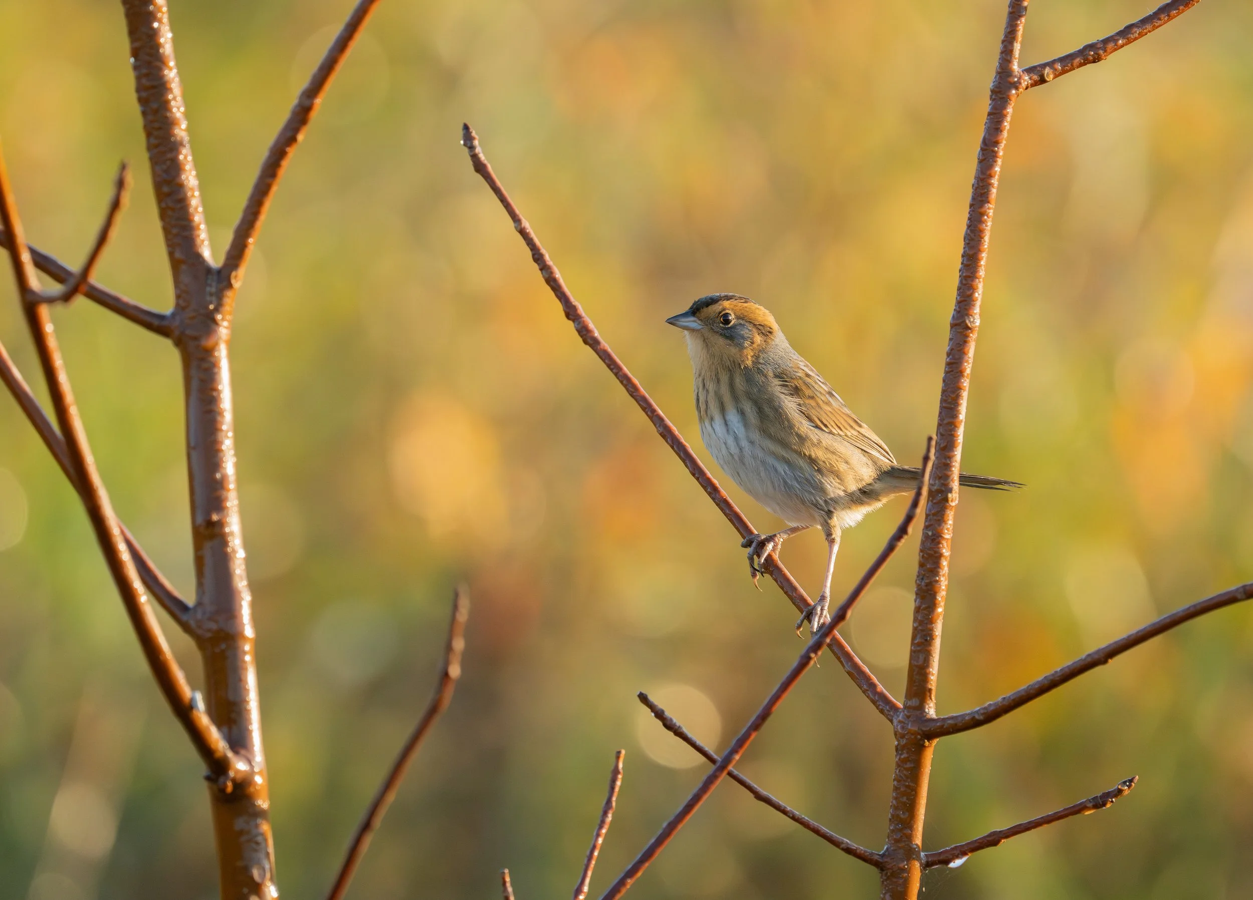 Wings in Passage: Fall Migration Birding