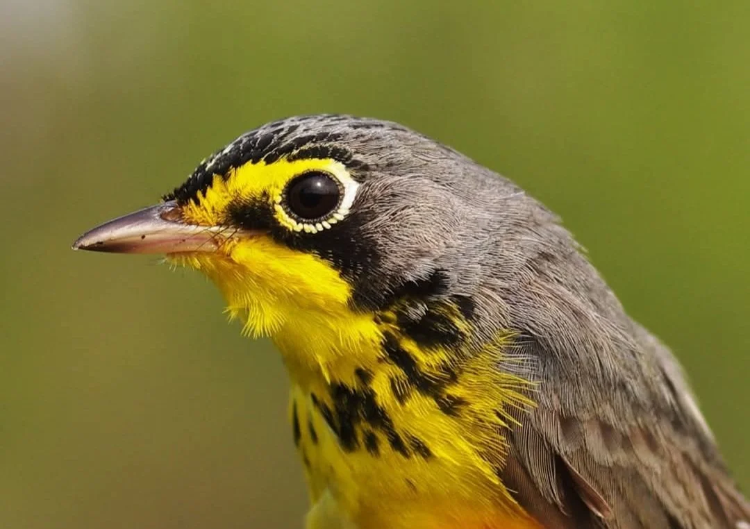 Bird Banding Experience