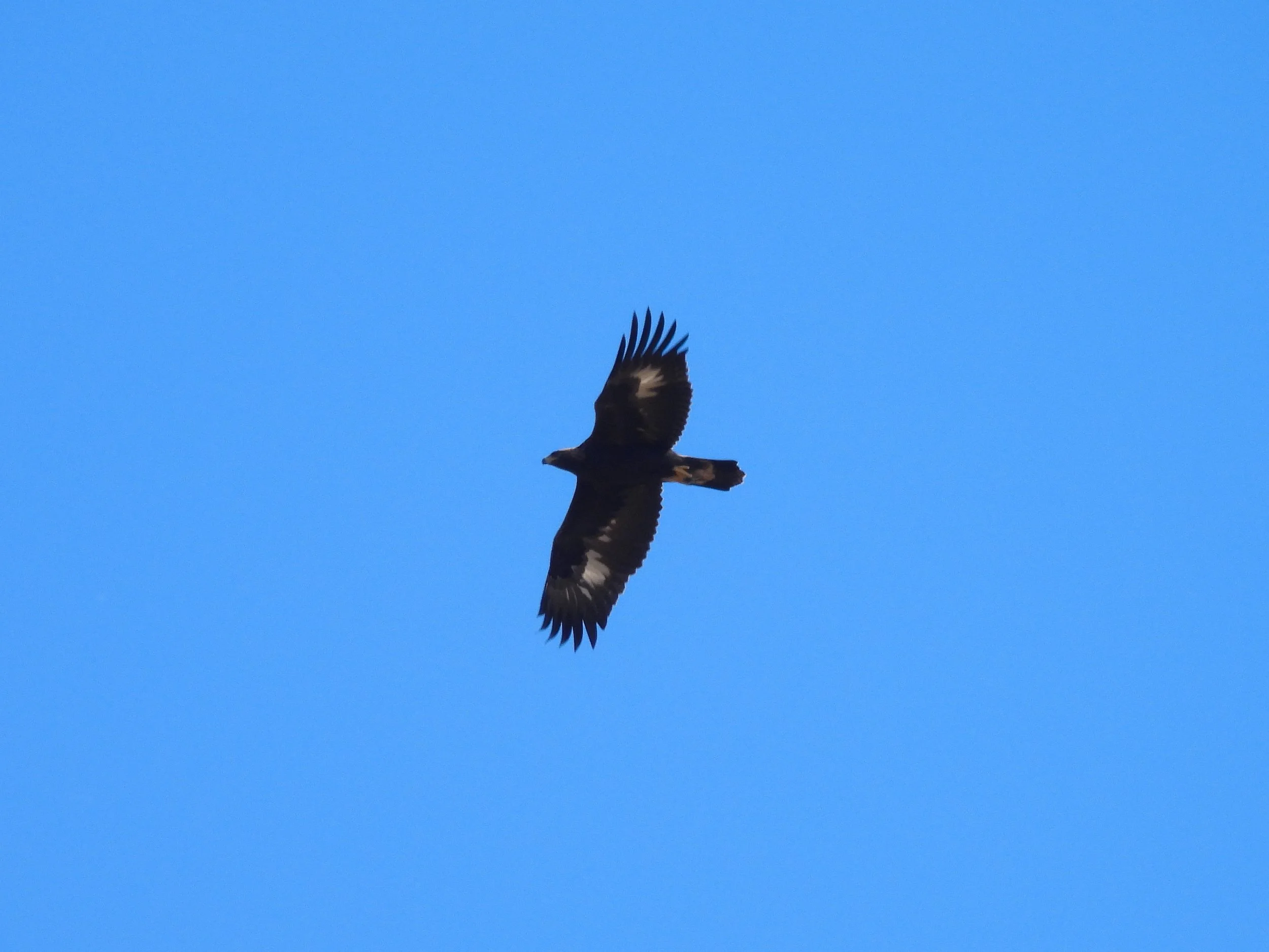 Golden Horizons: Hawk Cliff Raptor Migration