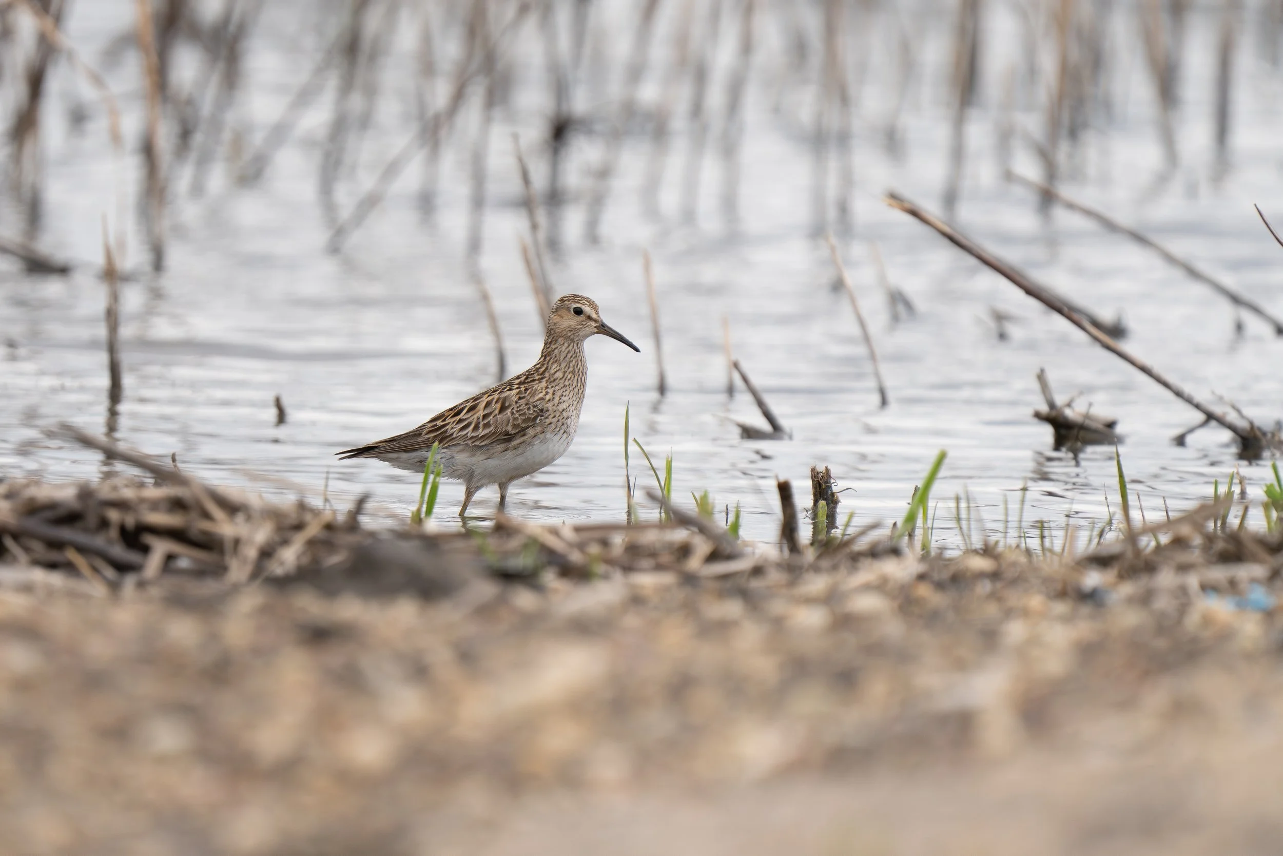 The Shorebird Passage