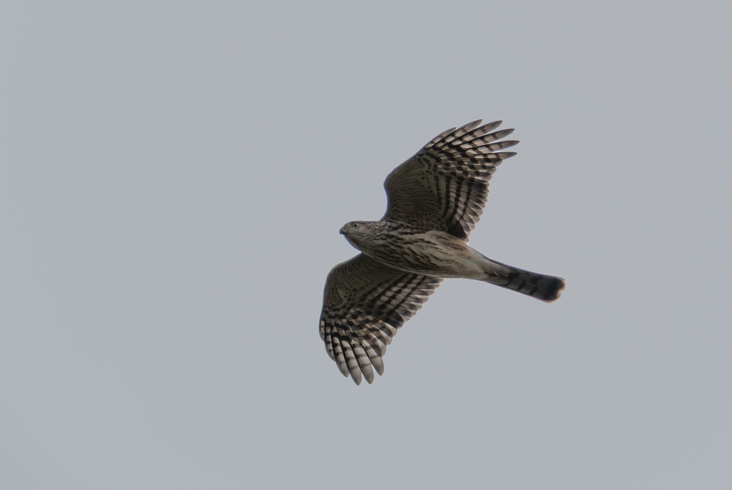 Raptors on the Rise: Hawk Cliff Migration Watch