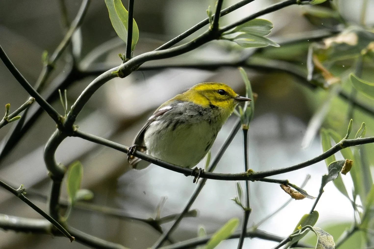 Autumn on the Flyway: Fall Migration at FWR Dickson