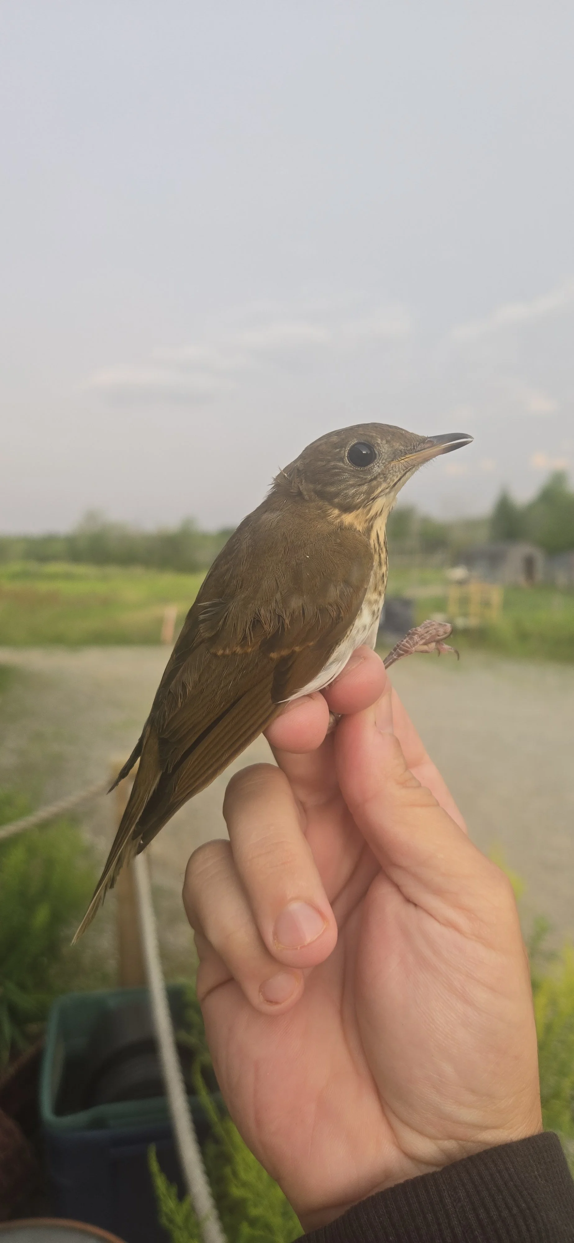More Than a Band: Teaching the Foundations of Field Biology