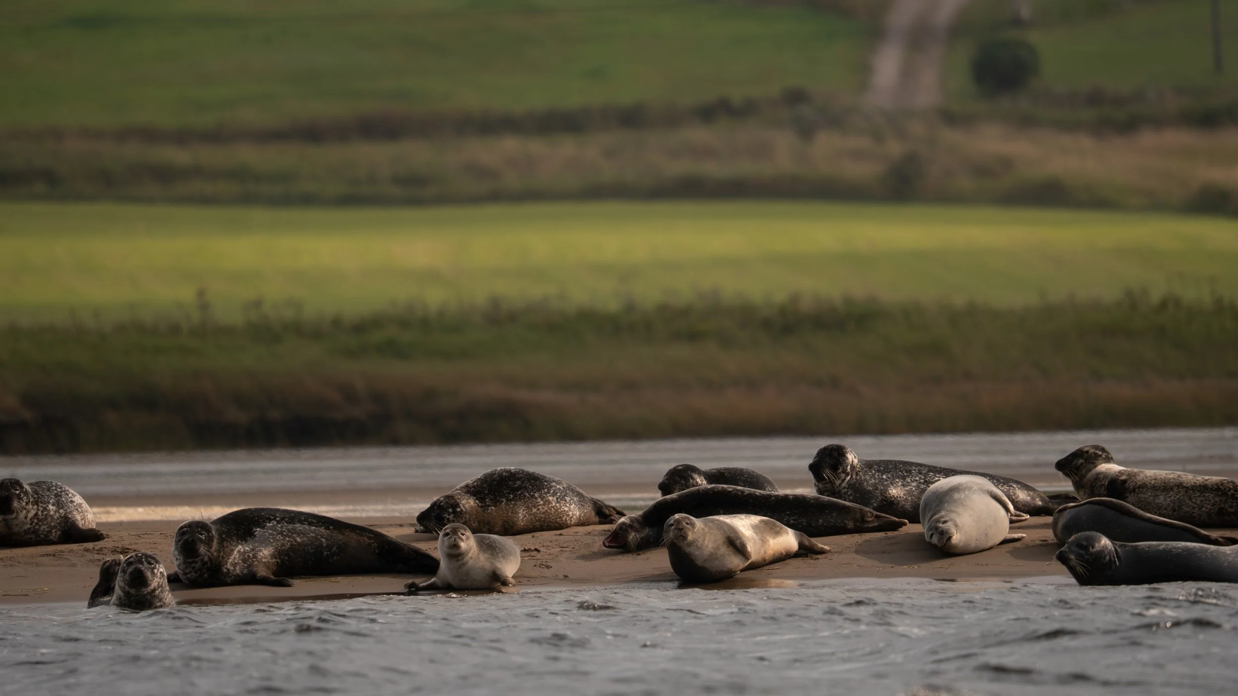 A group of seals resting on a sandy beach near water, with green fields and hills in the background.