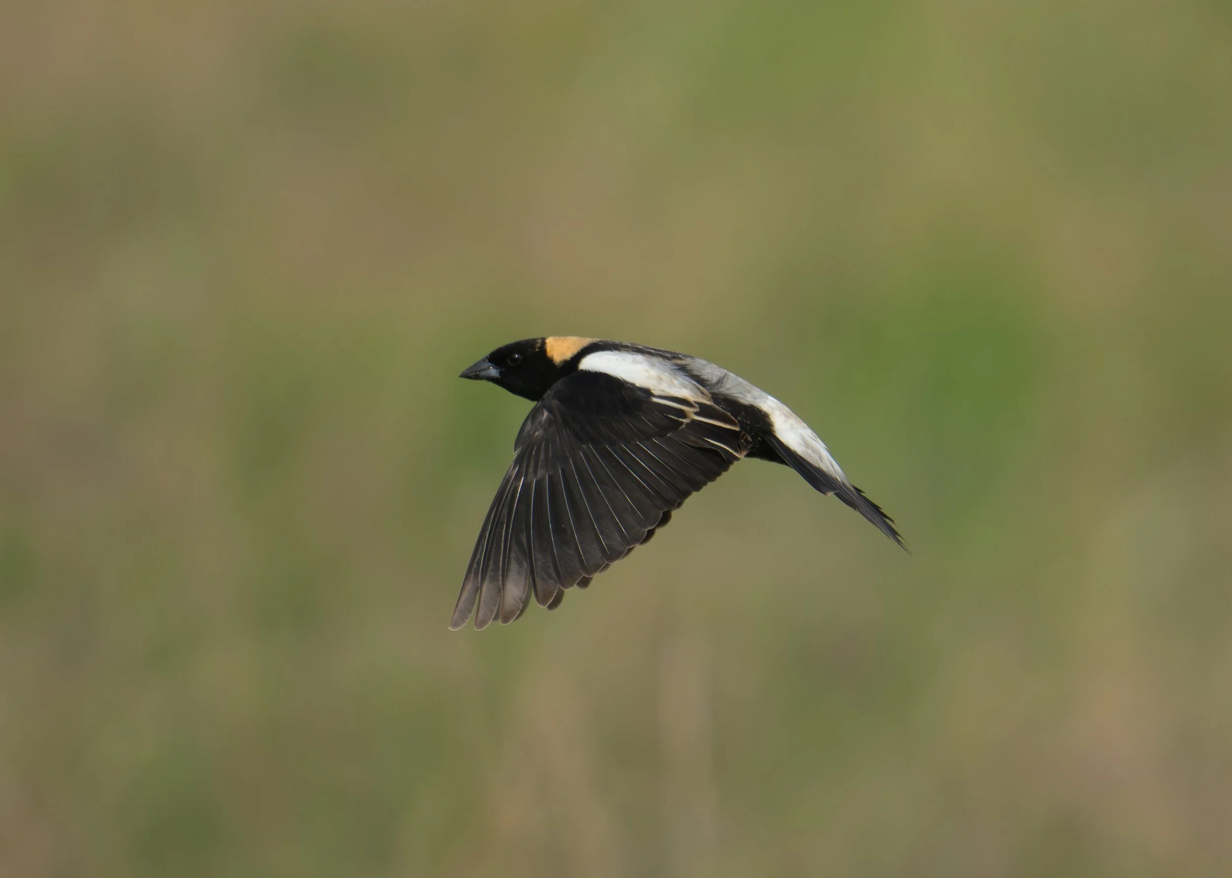 A black and yellow bird in flight against a blurred green background.