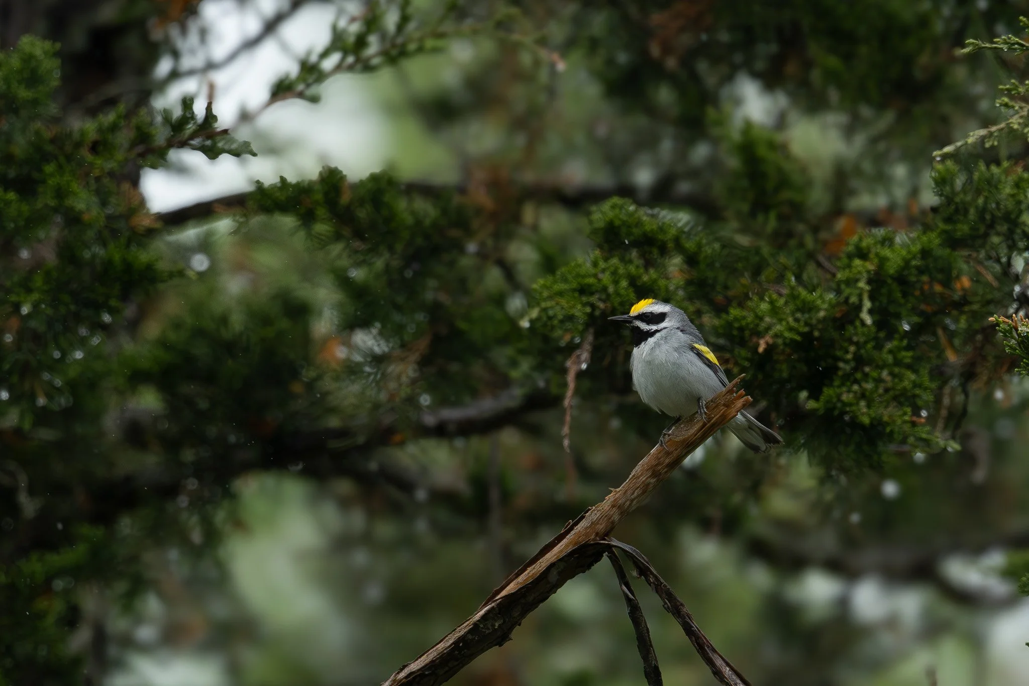 A small bird with gray and yellow feathers perched on a branch amidst dense green foliage.