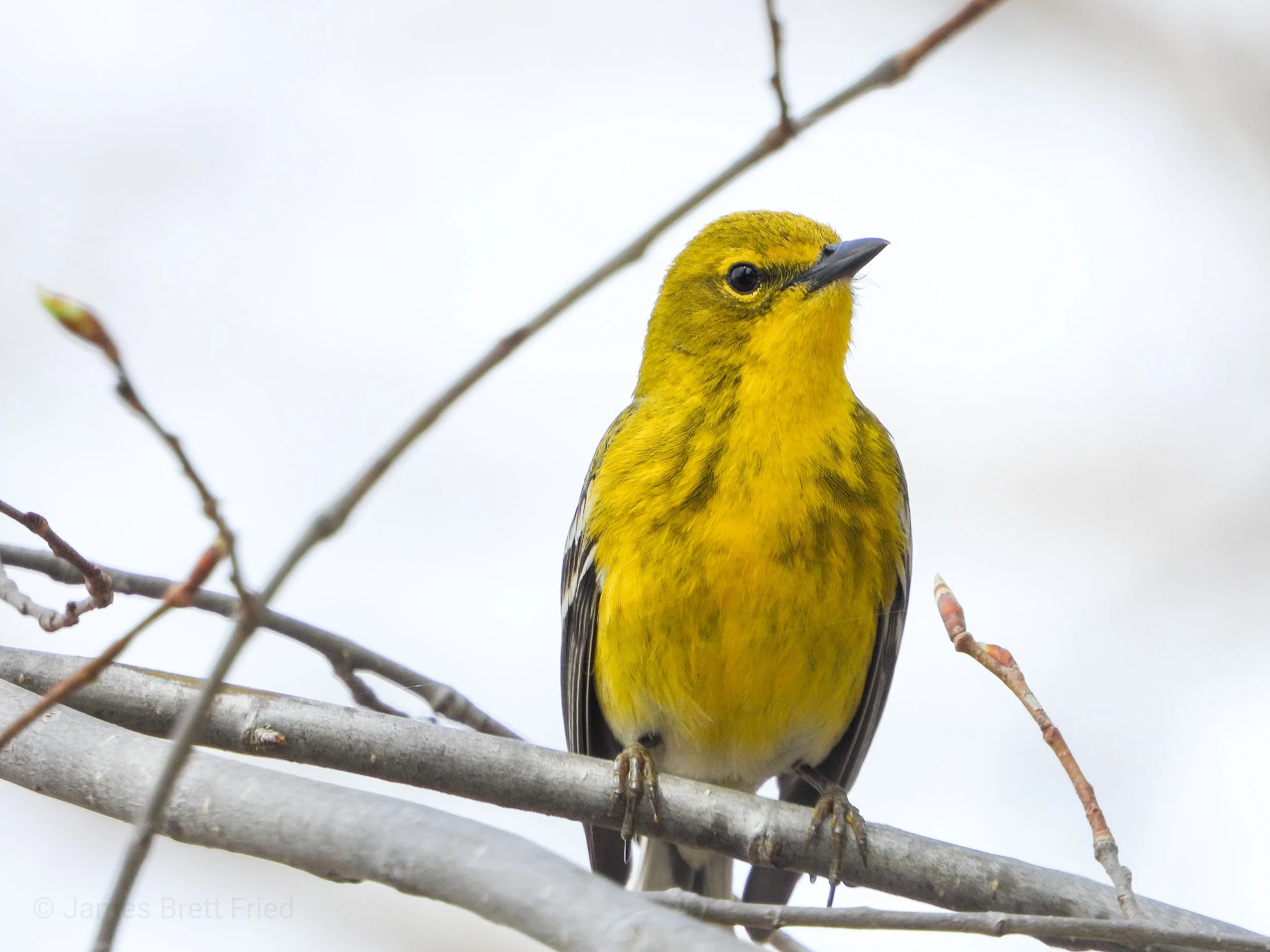 Leading the Way: Long Point’s First Migrants