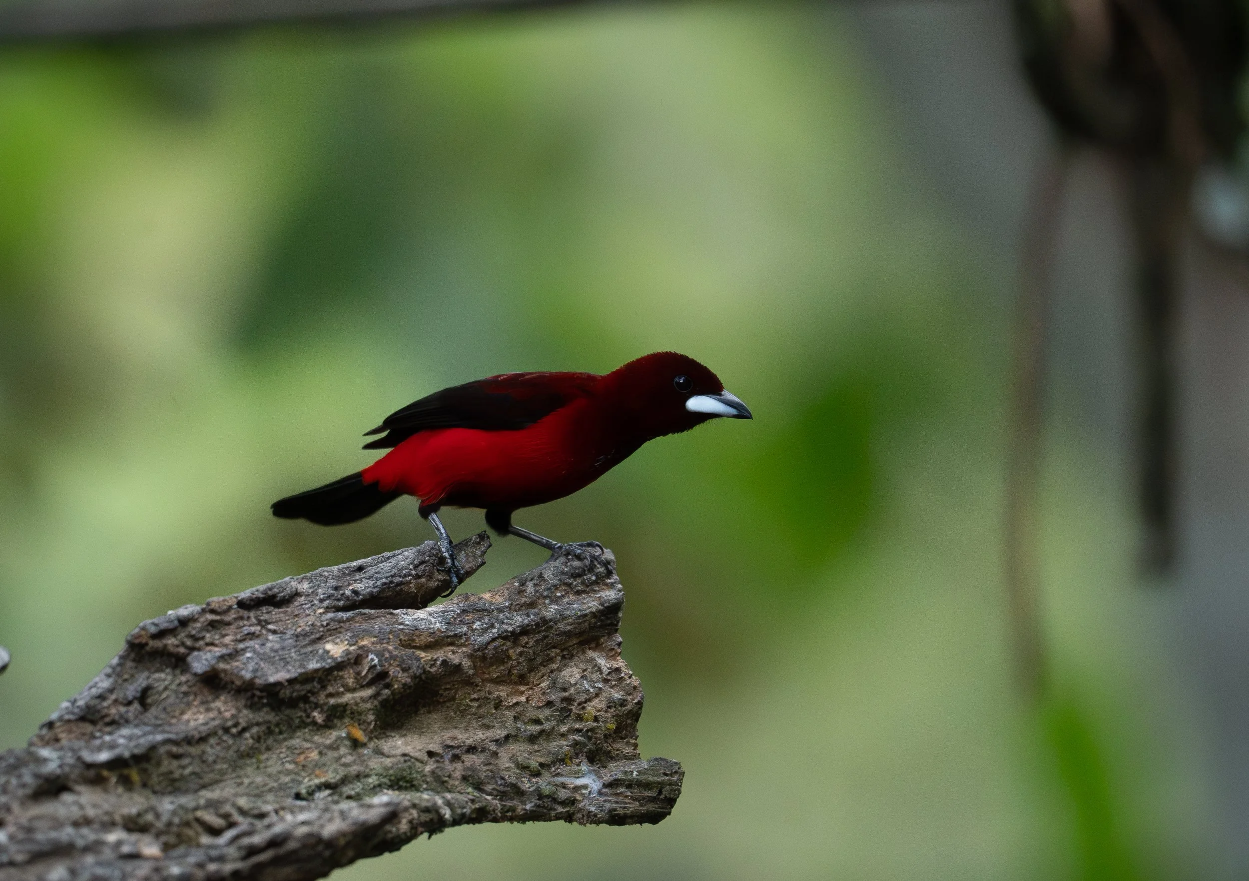 A red and black bird perched on a textured branch with a blurred green background.