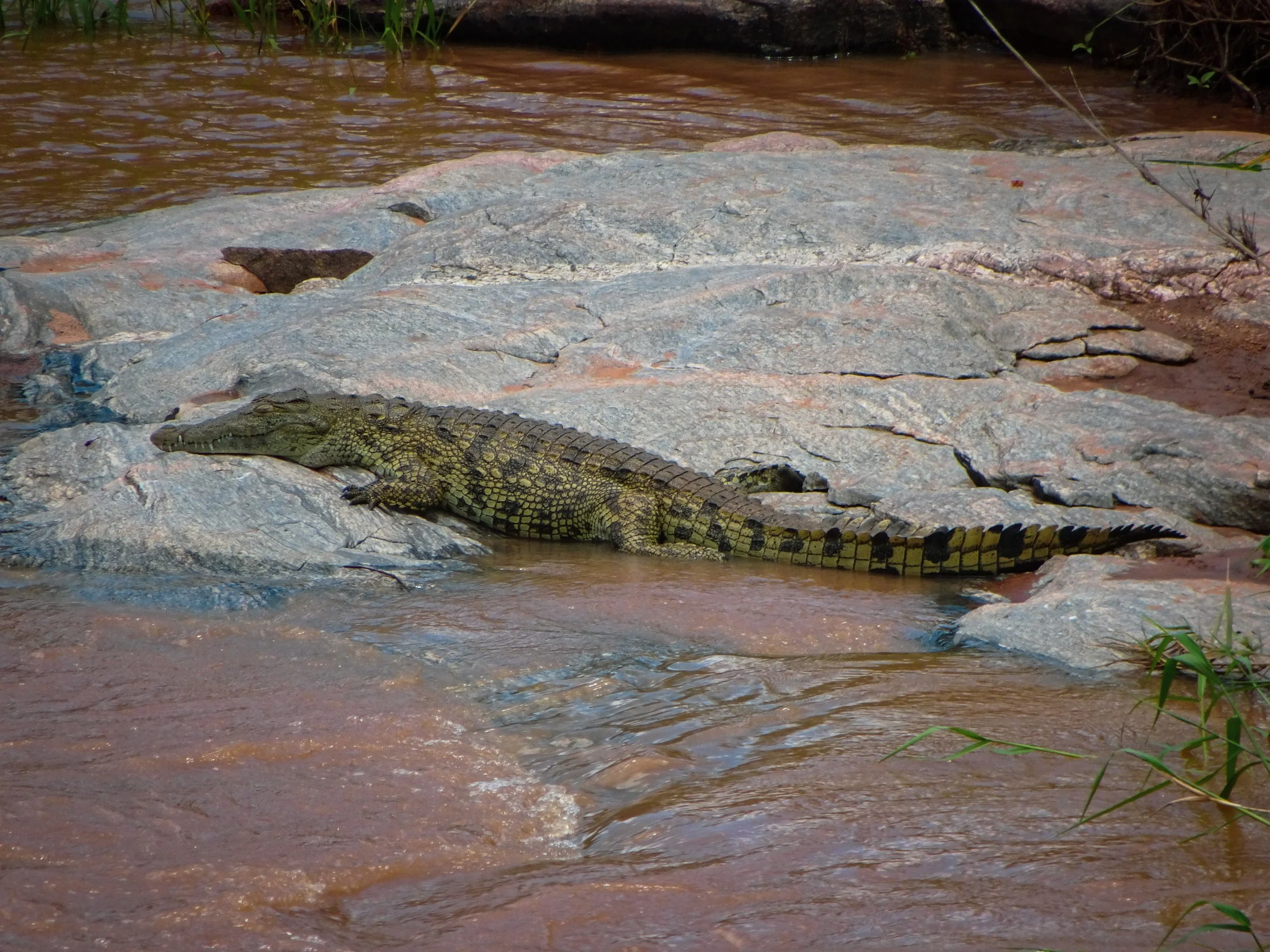 A crocodile resting on rocks in a shallow river.
