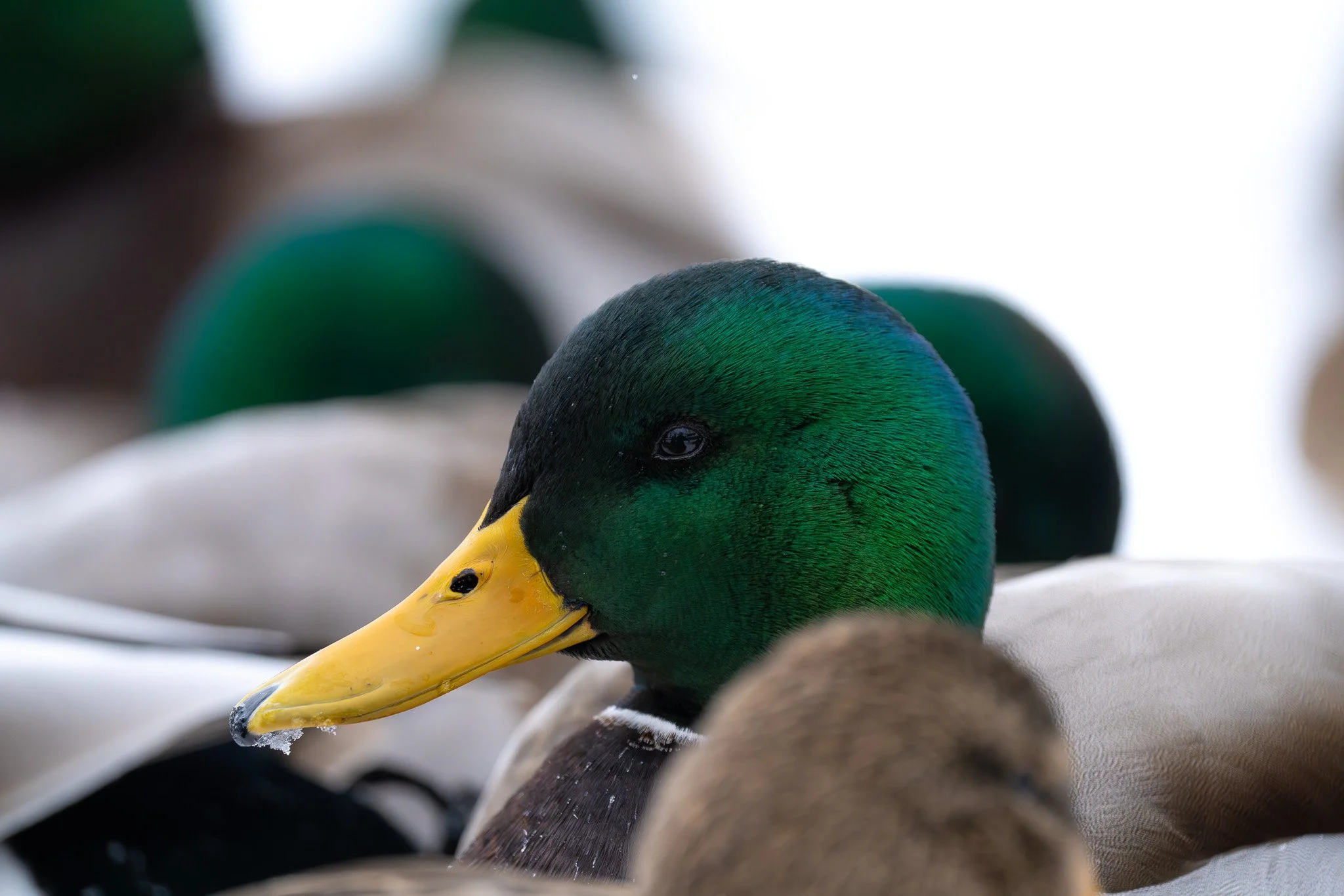 A close-up of a mallard duck with a vibrant green head, yellow beak, and brown body, resting among other ducks.