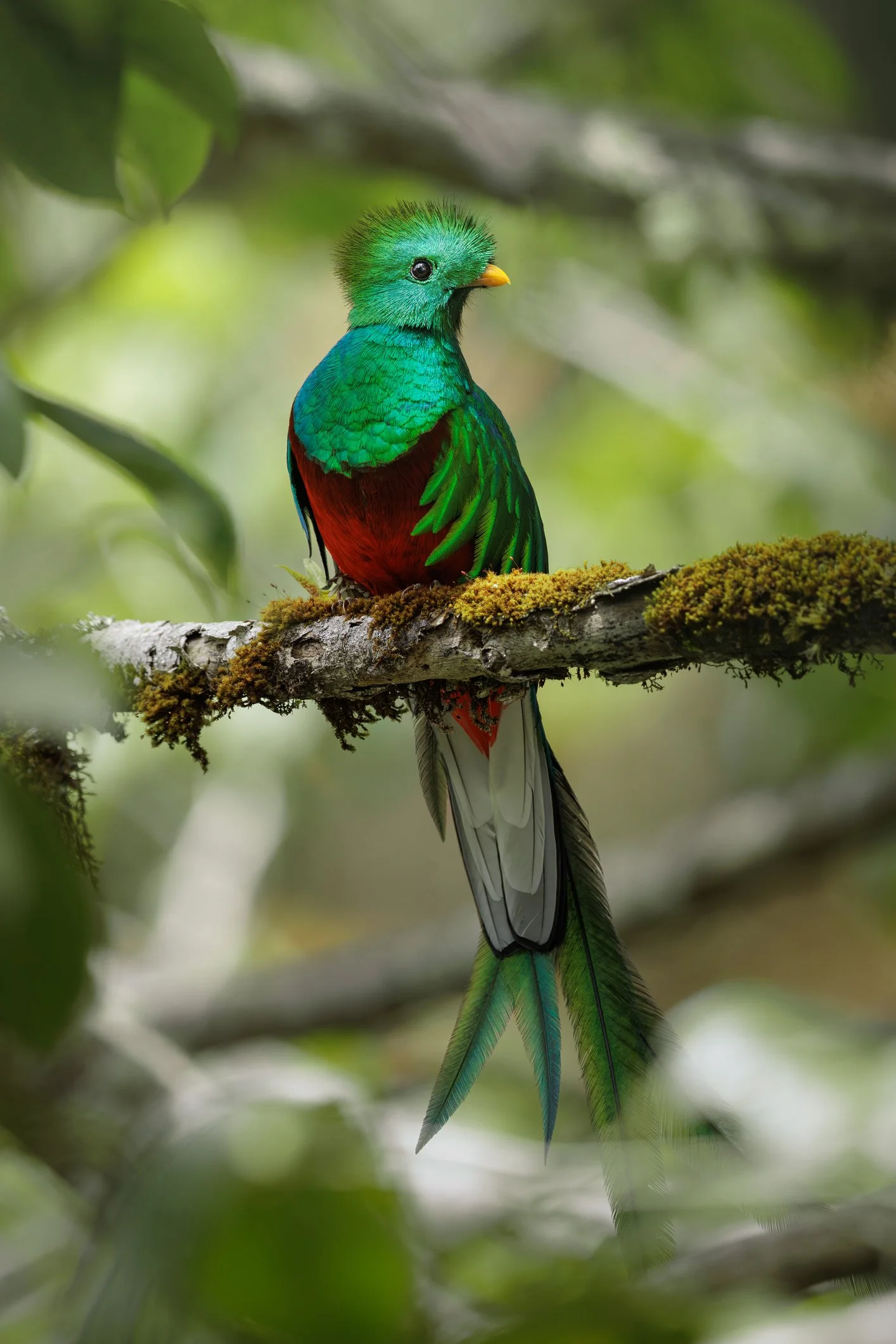 A colorful bird with a green head, blue and green body, red chest, and long colorful tail feathers perched on a mossy branch in a green forest.