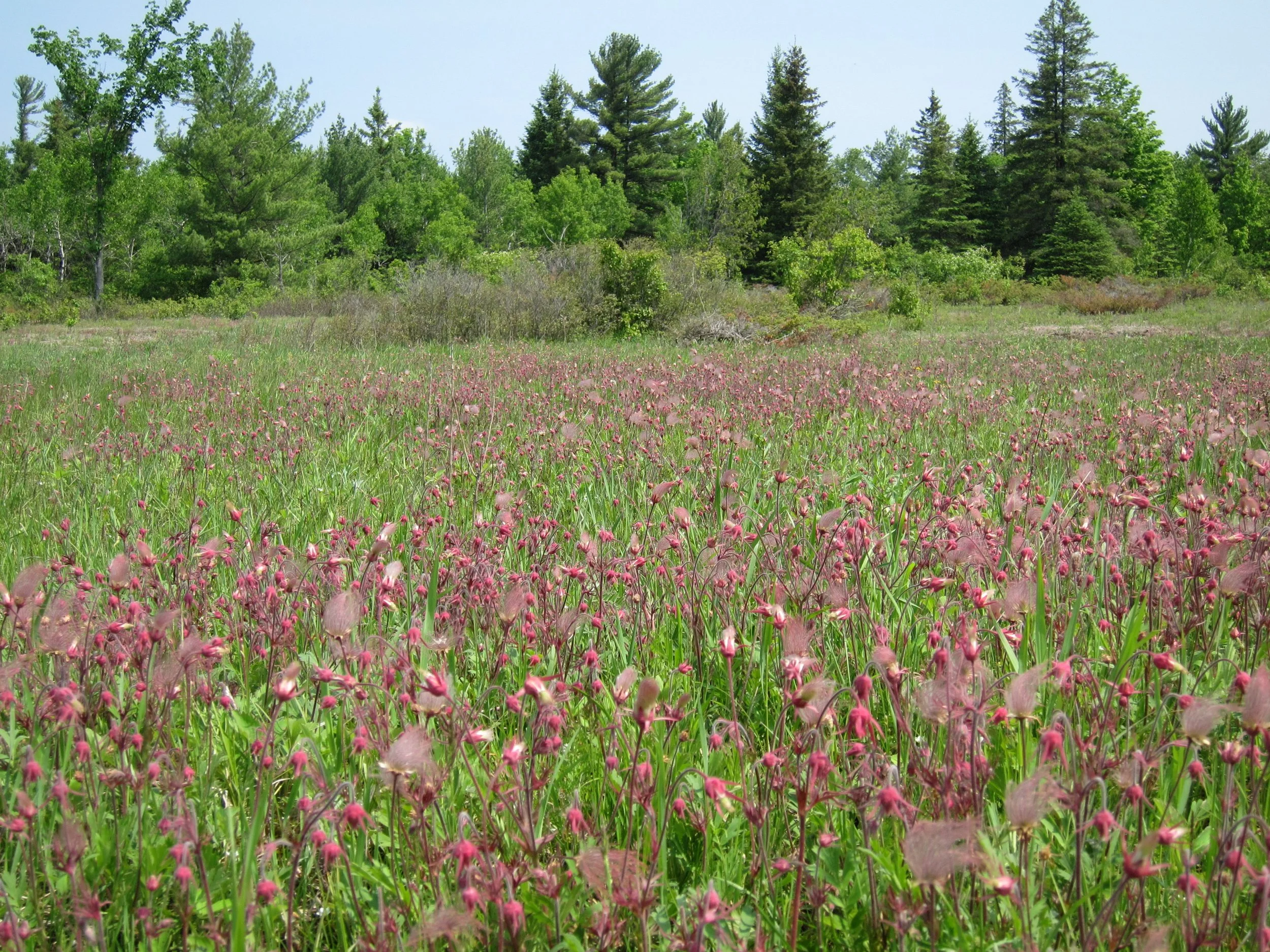 A grassy field with pink wildflowers and a background of green trees under a clear sky.