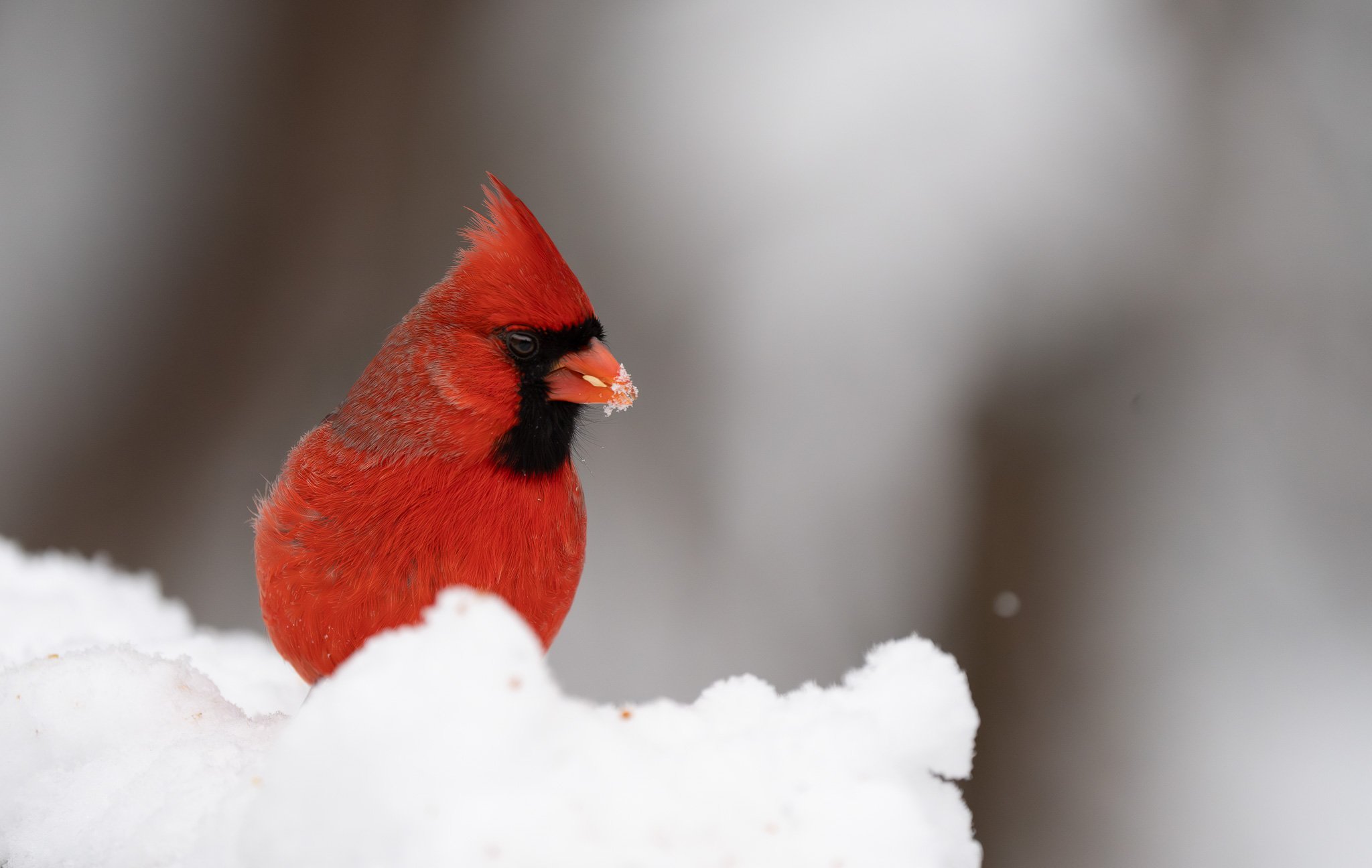 Close-up of a bright red cardinal bird standing on snow with a blurred gray background.
