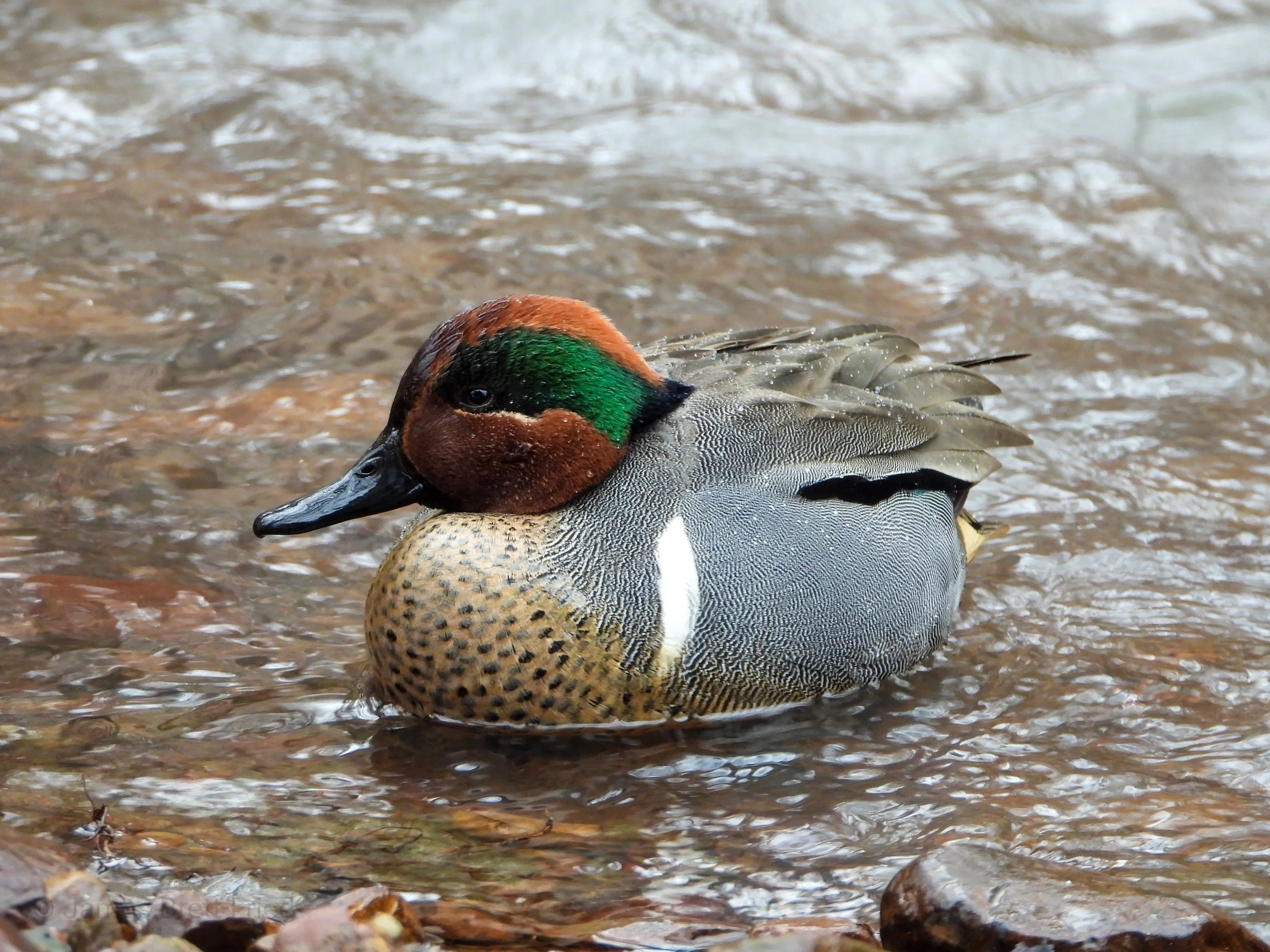 Cold Currents, Open Water: Birding the Hamilton Waterfront