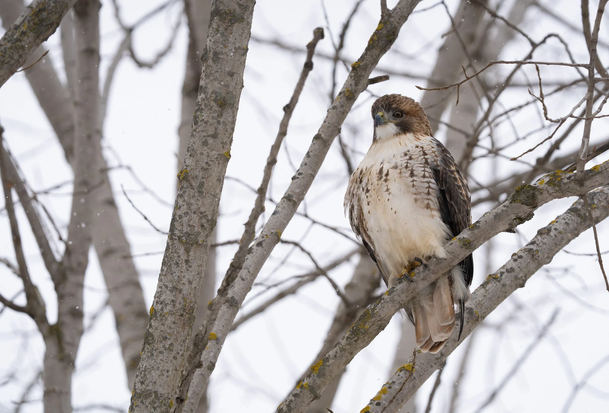 A hawk perched on a tree branch with a snowy background.