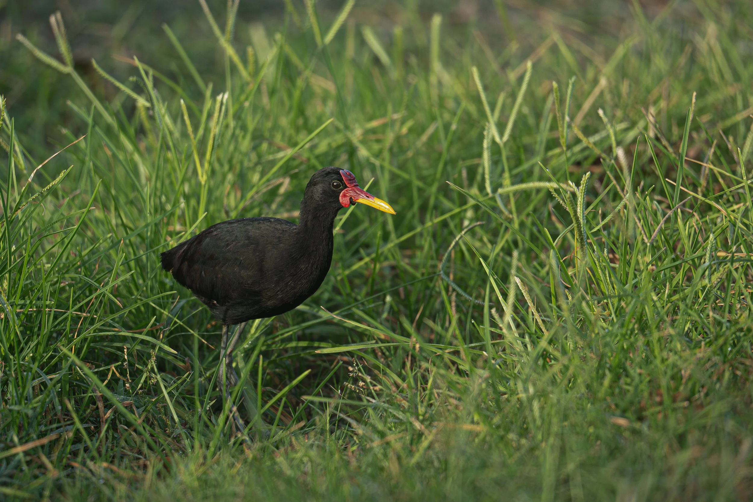 Wattled Jacana putting on a show for Avitura's Panama Tour participants.