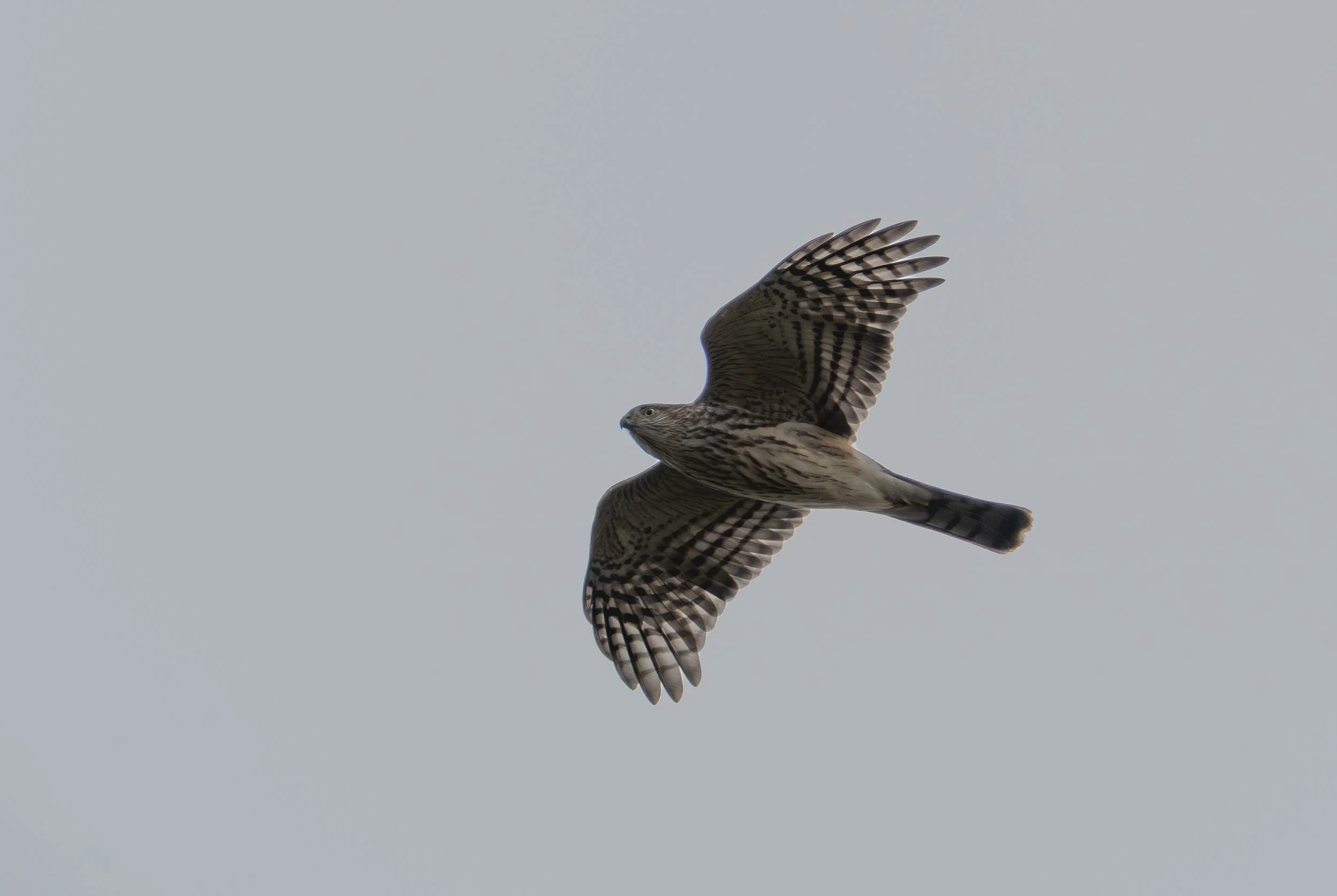 A bird of prey, possibly a hawk or falcon, flying in a light gray sky with outstretched wings showing detailed black and white feather patterns.
