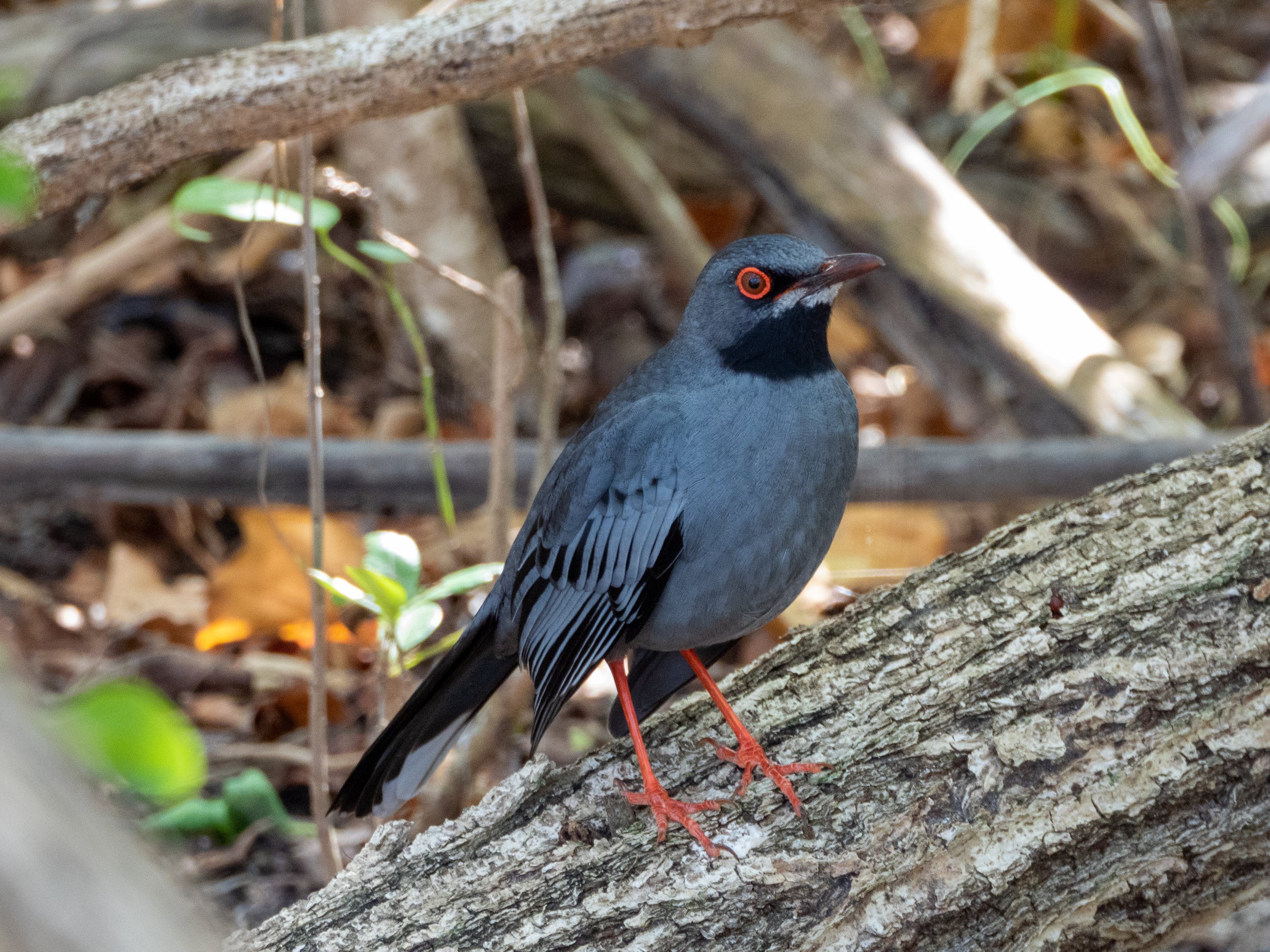 A bird with black face, red eye ring, grey body, and red legs perched on a fallen tree branch in a forest scene.