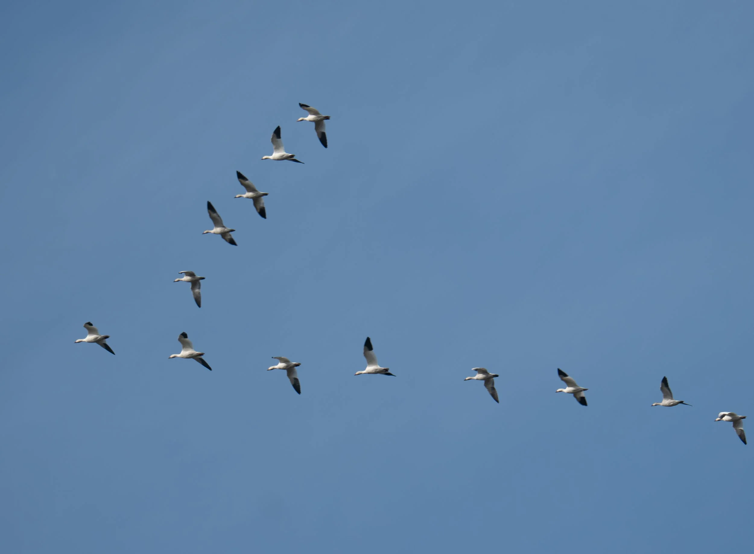 Giants of the Flyway: Waterfowl, Swans, and Cranes at Long Point