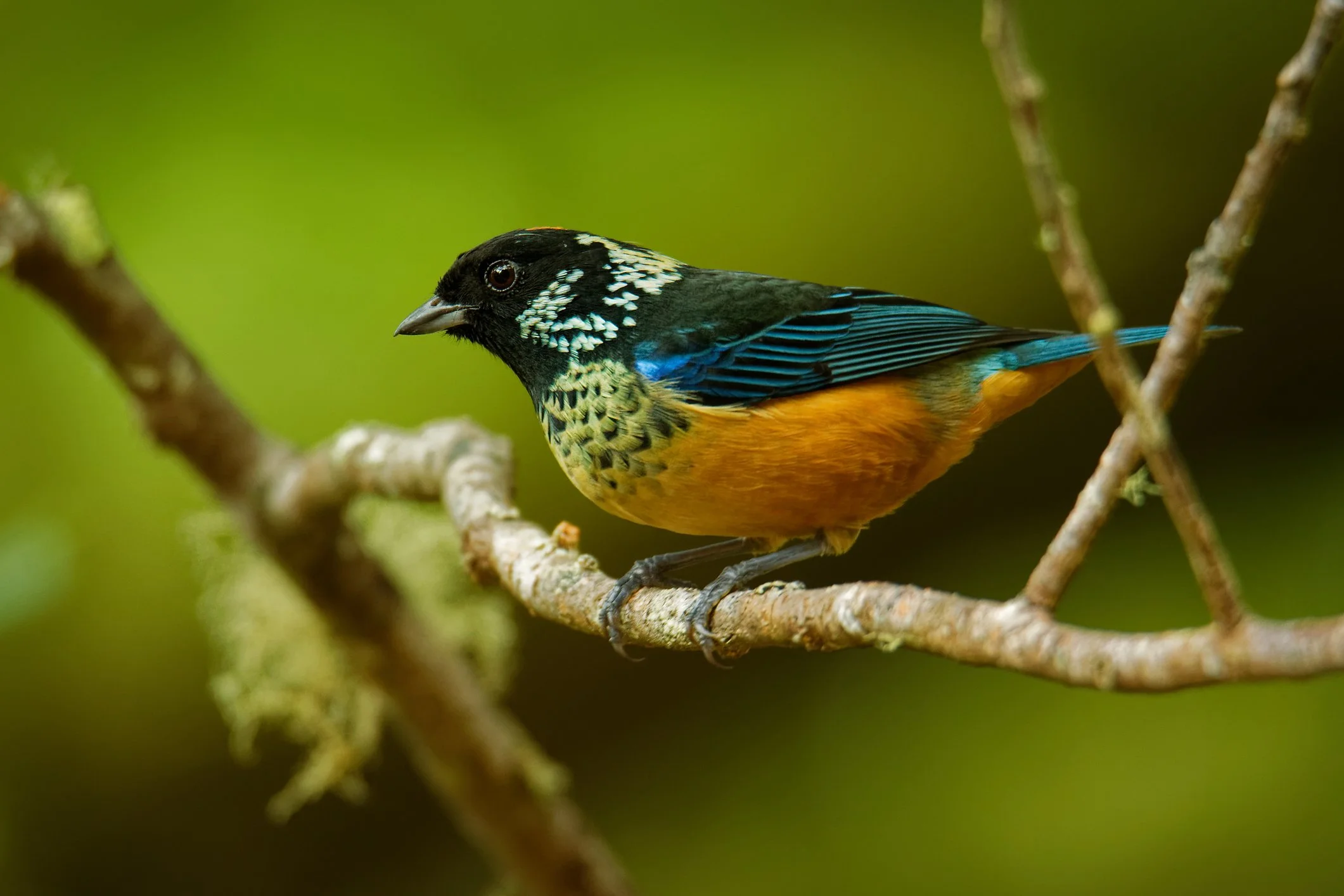 A colorful bird with black, blue, yellow, and green feathers perched on a tree branch with a blurred green background.