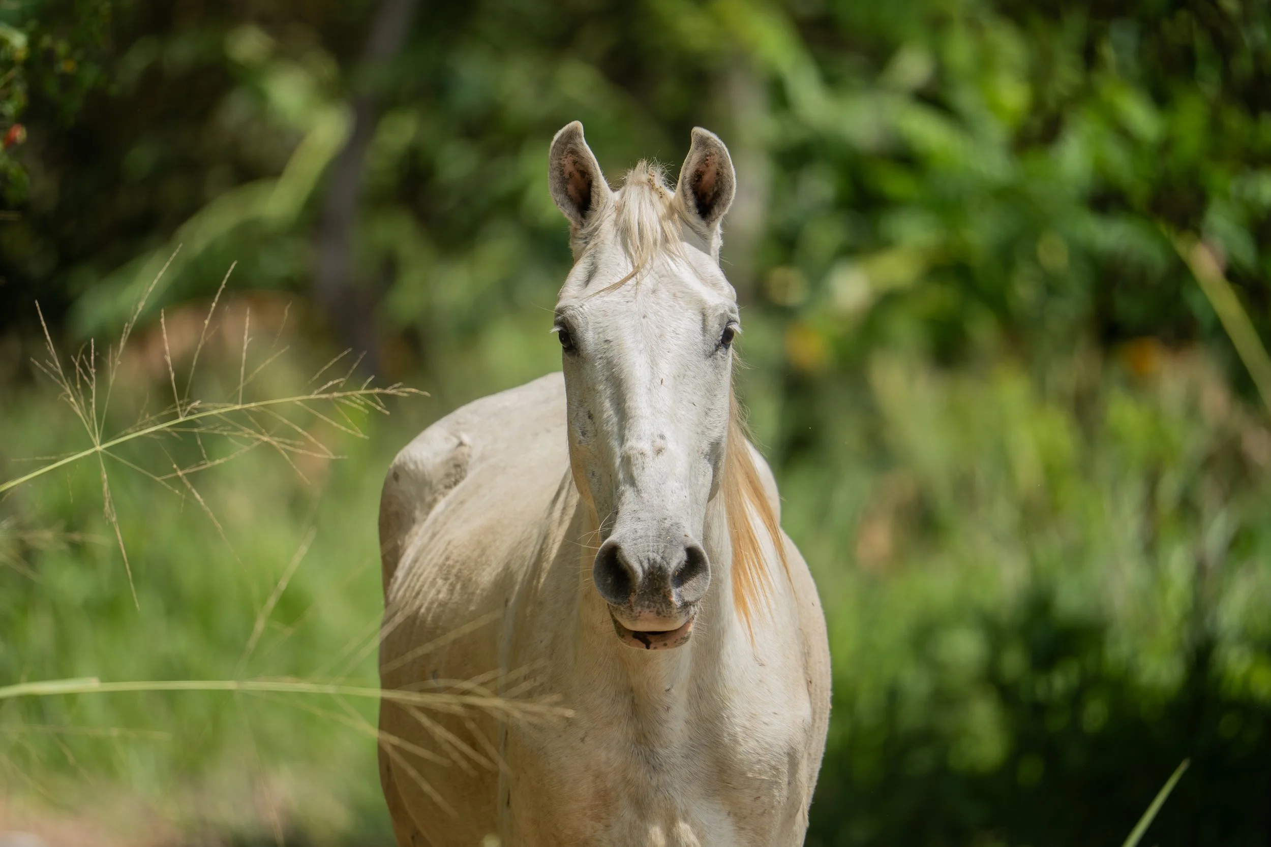 A white horse standing outdoors in a lush green environment.
