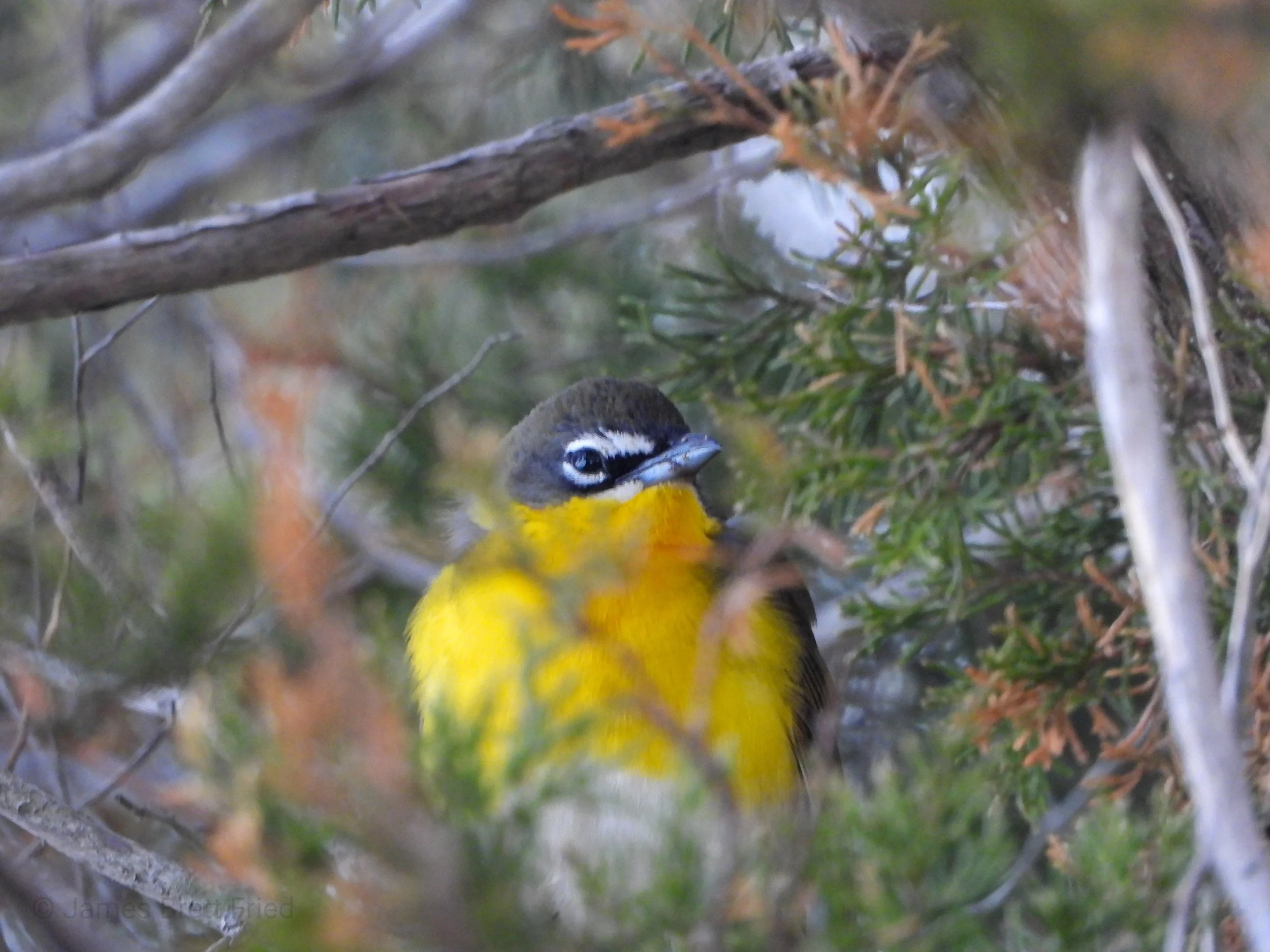 A yellow and gray bird, possibly a Western Tanager, nestled among green and brown pine branches and foliage.
