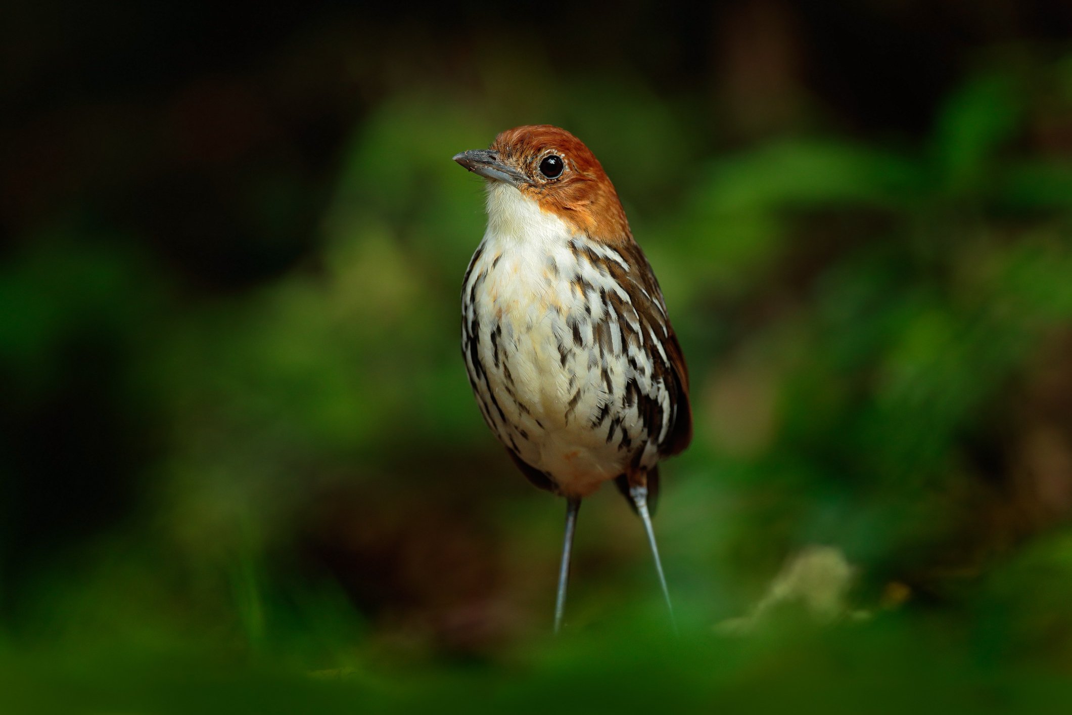 A bird with a brown head and streaked cream and brown body standing on grass with a blurred green background.