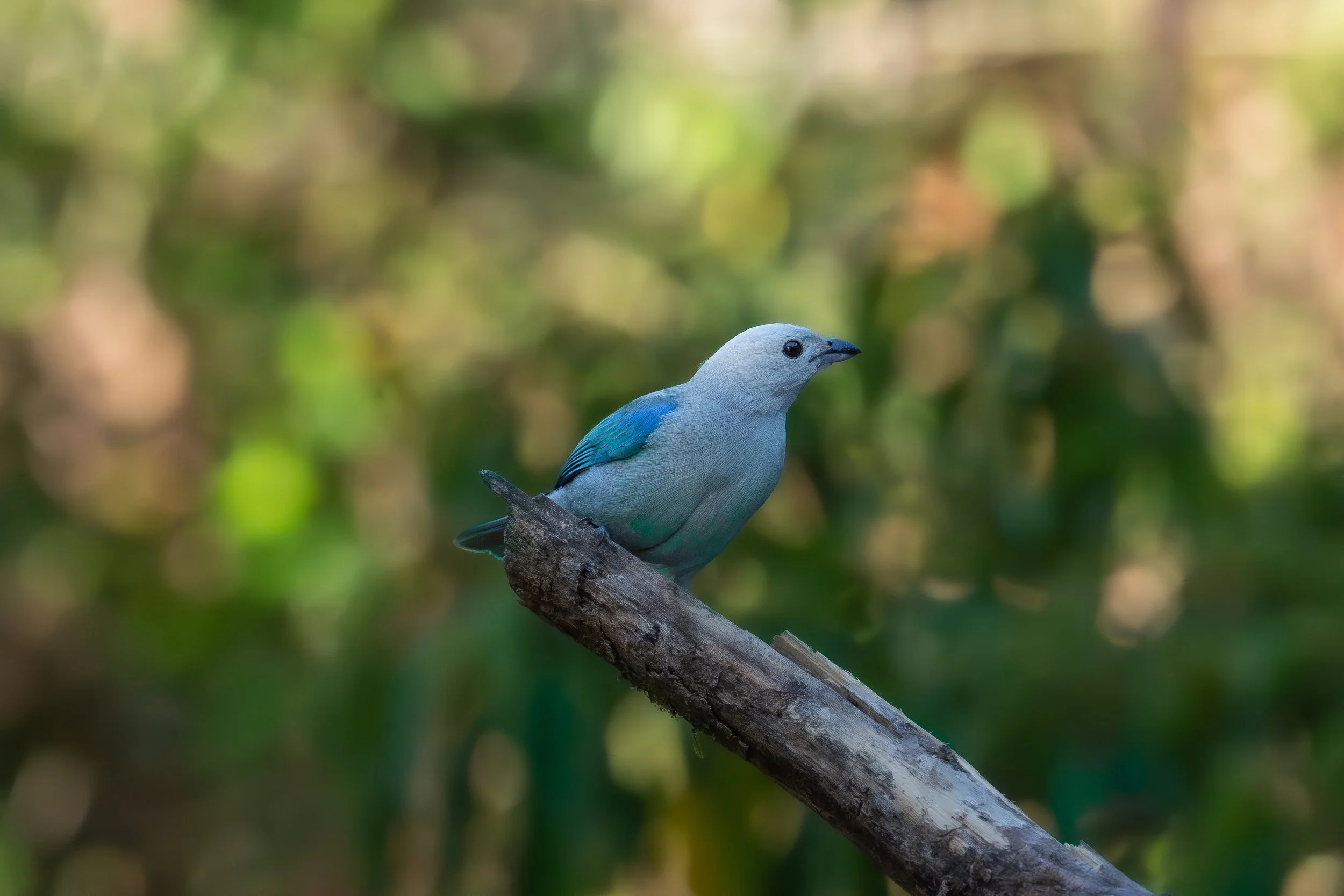 A bird with a blue back and white face perched on a diagonal branch against a blurred green and brown background.