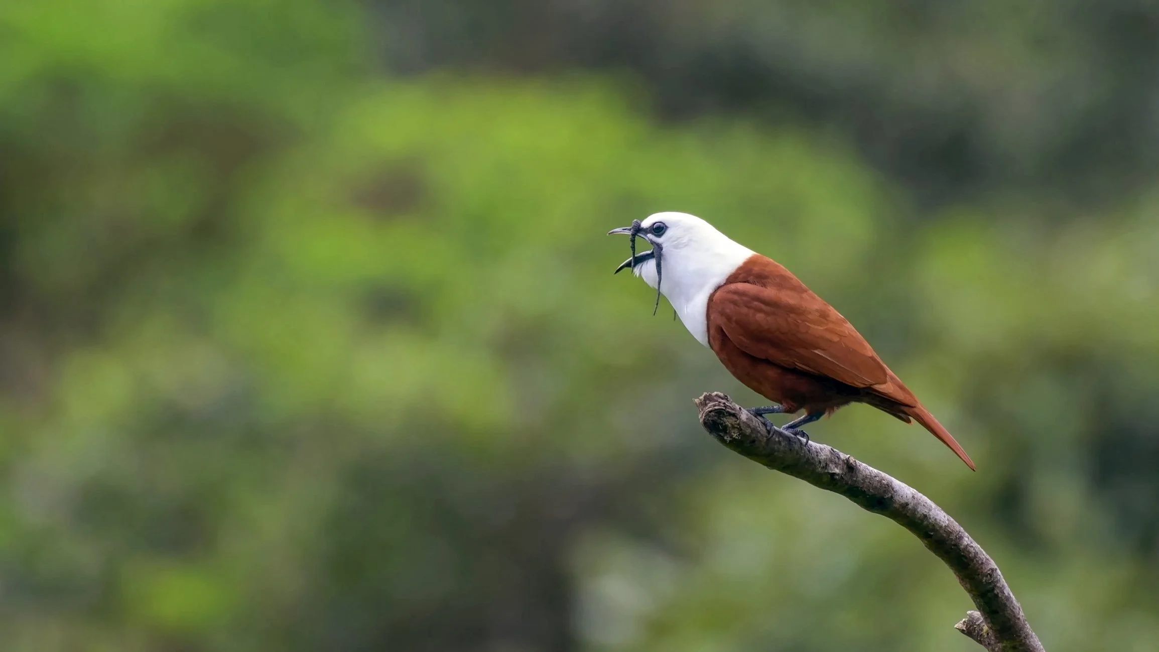 A bird with brown and white plumage perched on a branch, holding an insect in its beak, against a blurred green background.