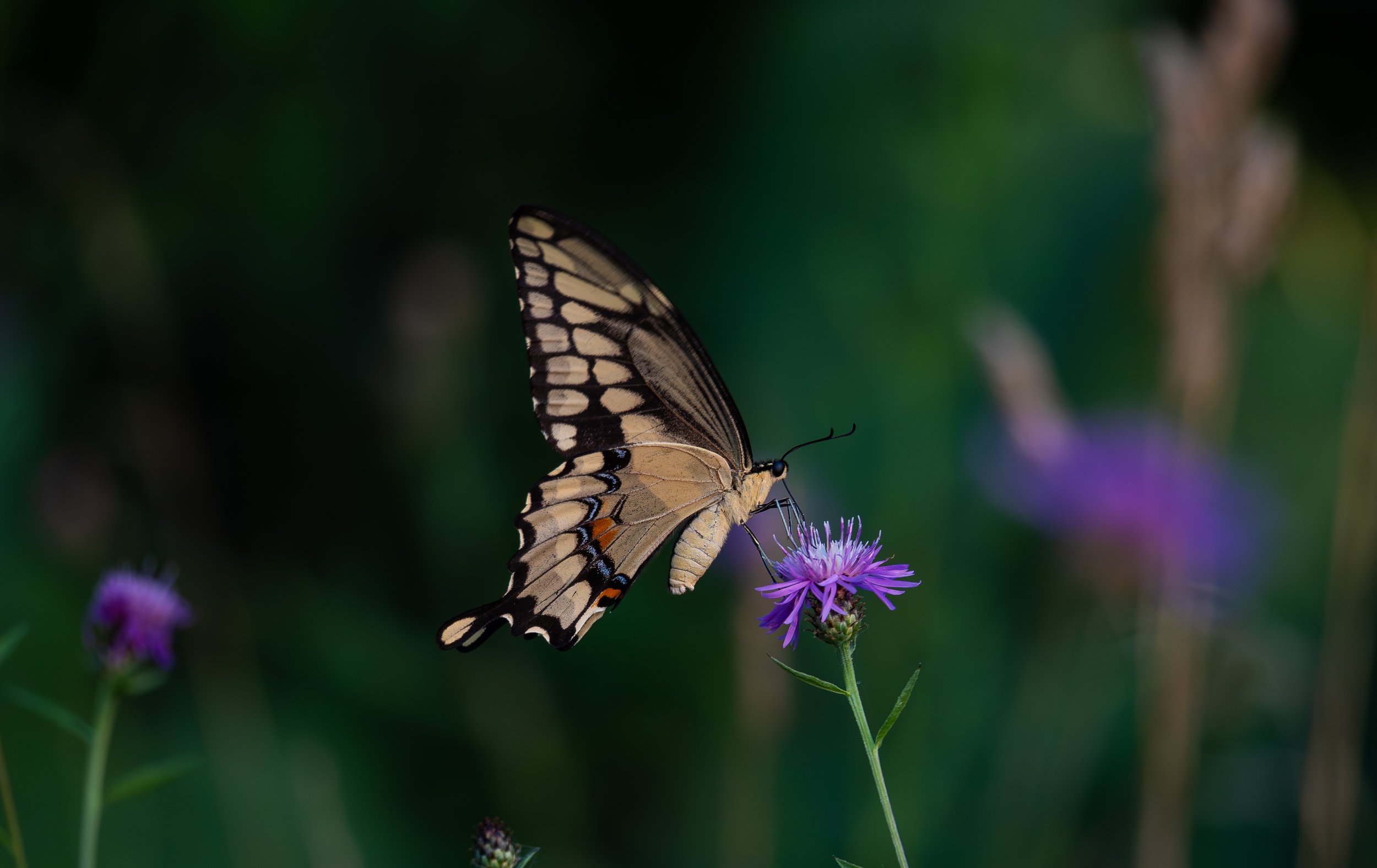 A butterfly perched on a purple flower in a natural setting with blurred green background.