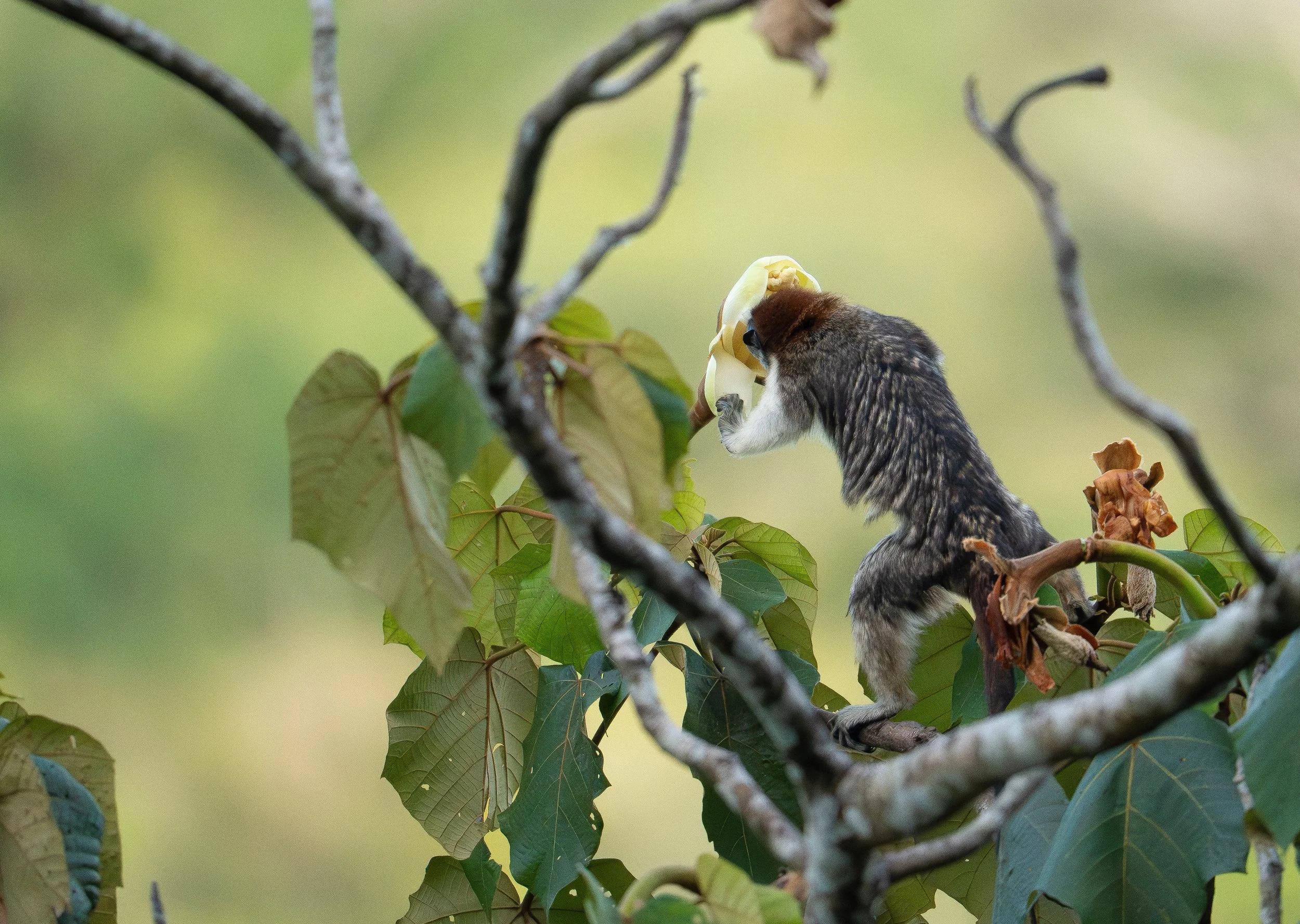 A small bird with dark brown and white feathers eats a flower on a tree branch with green leaves, surrounded by other branches and a blurred green background.