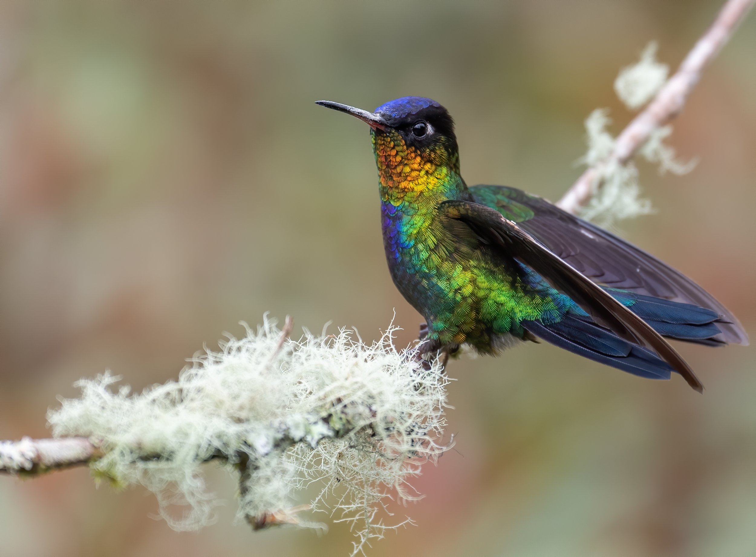 Colorful hummingbird perched on lichen-covered branch with iridescent green, blue, and gold feathers.
