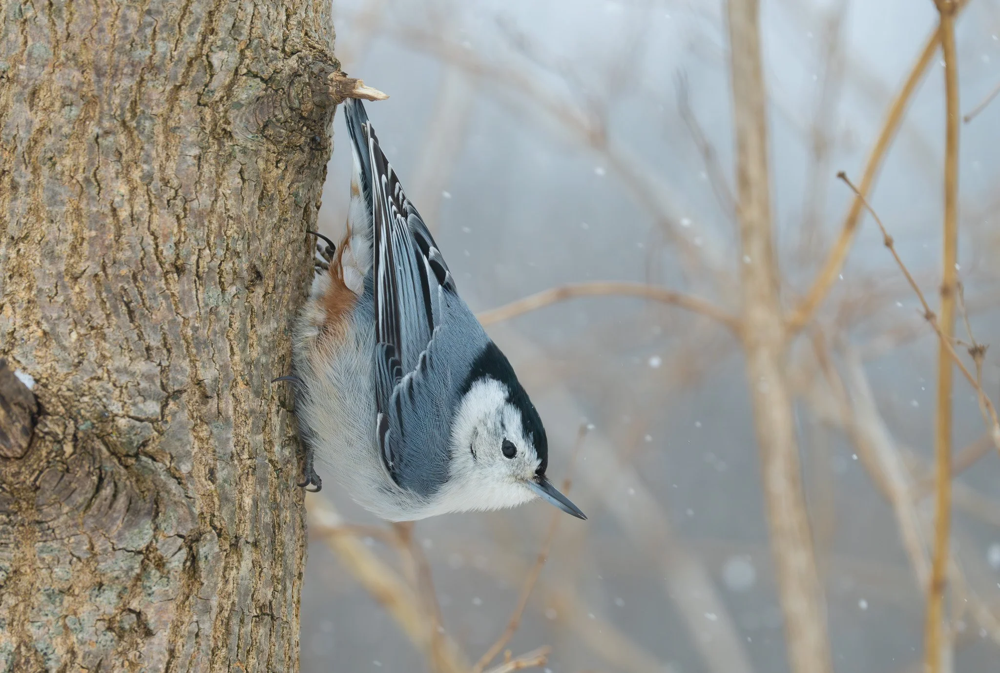 White-breasted Nuthatch observed during a private birding tour.