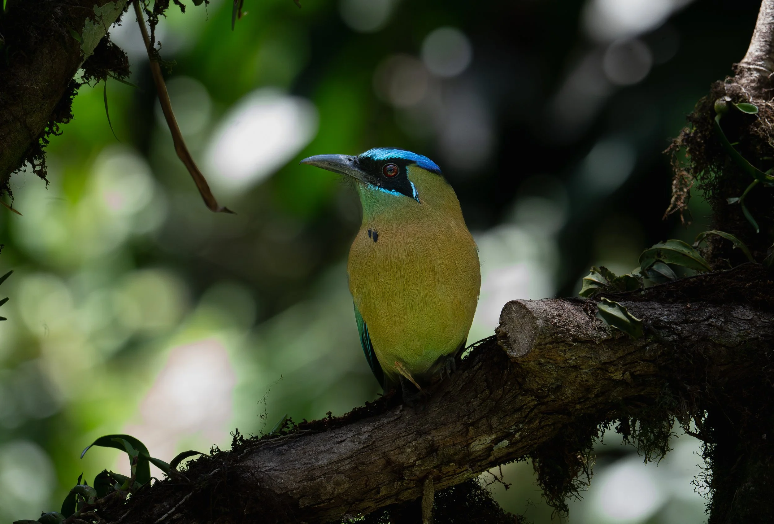 Colorful bird perched on a tree branch in a lush, green forest.