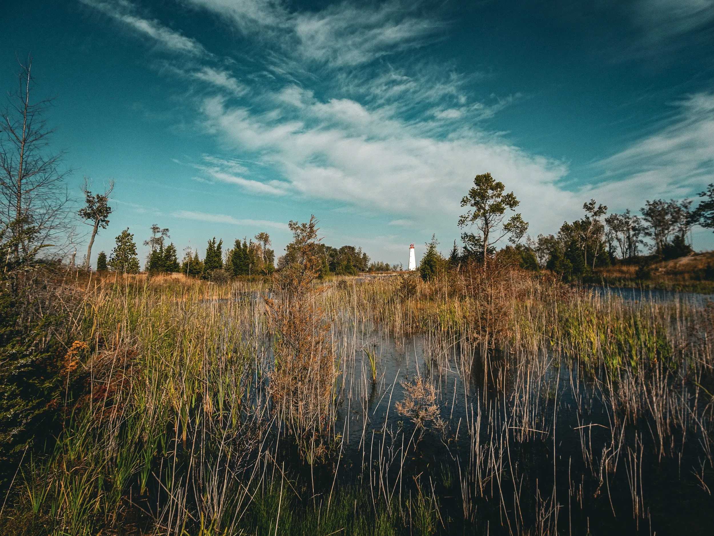 A marshland with tall grasses and sparse trees, with a distant lighthouse on the horizon under a partly cloudy sky.