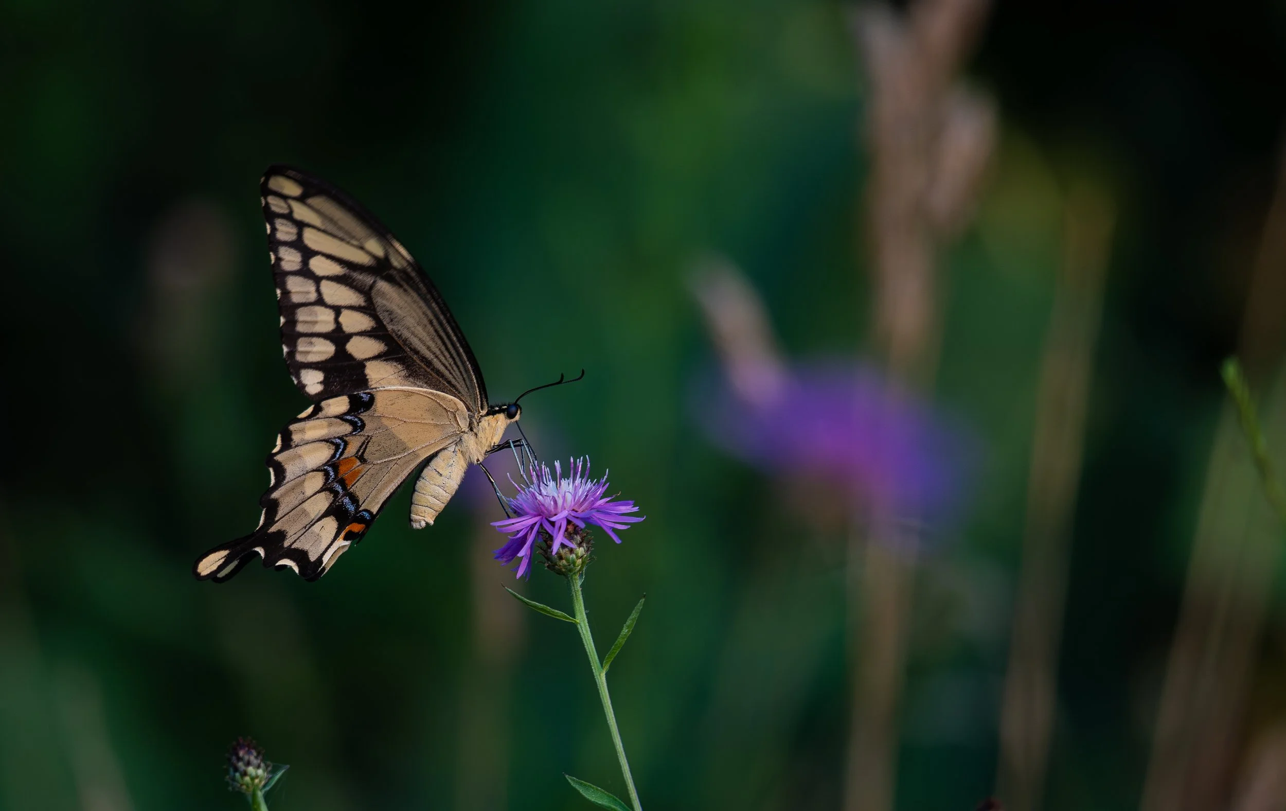 A butterfly with black and yellow wings perched on a purple flower.