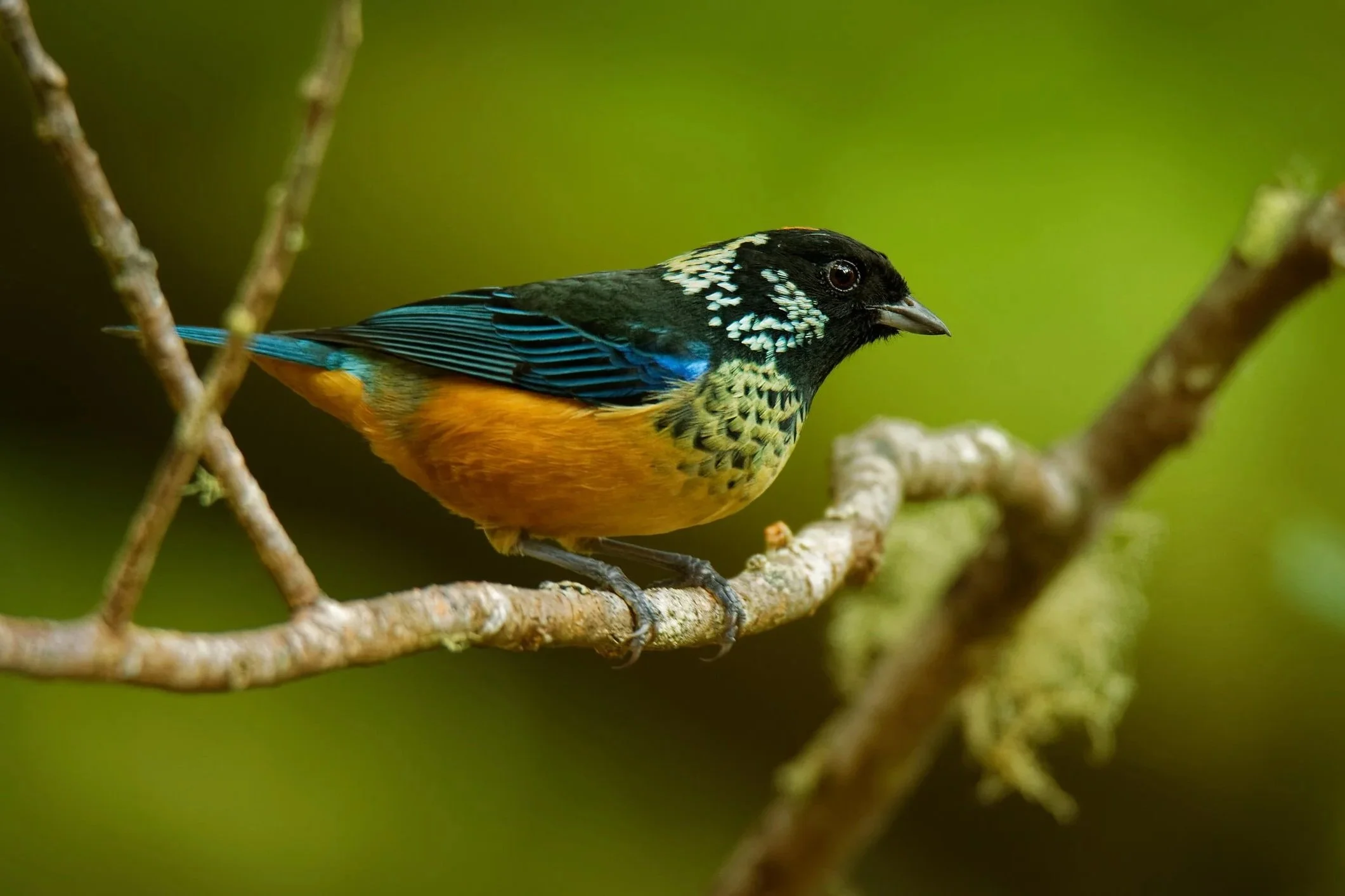 Colorful bird with black, white, blue, and orange plumage perched on a tree branch against a blurred green background.