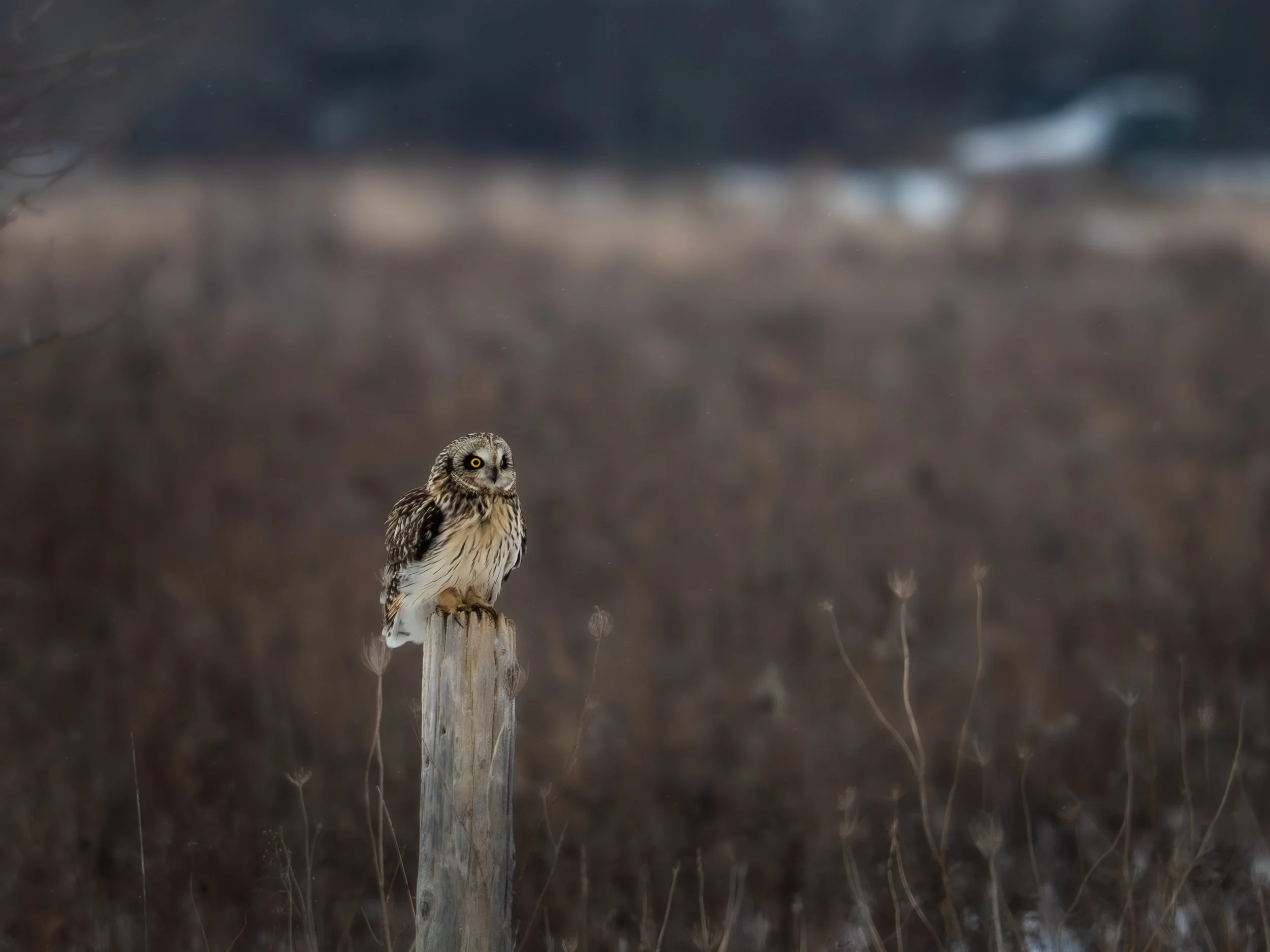 A small owl perched on a weathered wooden post in a natural landscape with dry, sparse vegetation and a blurred background.