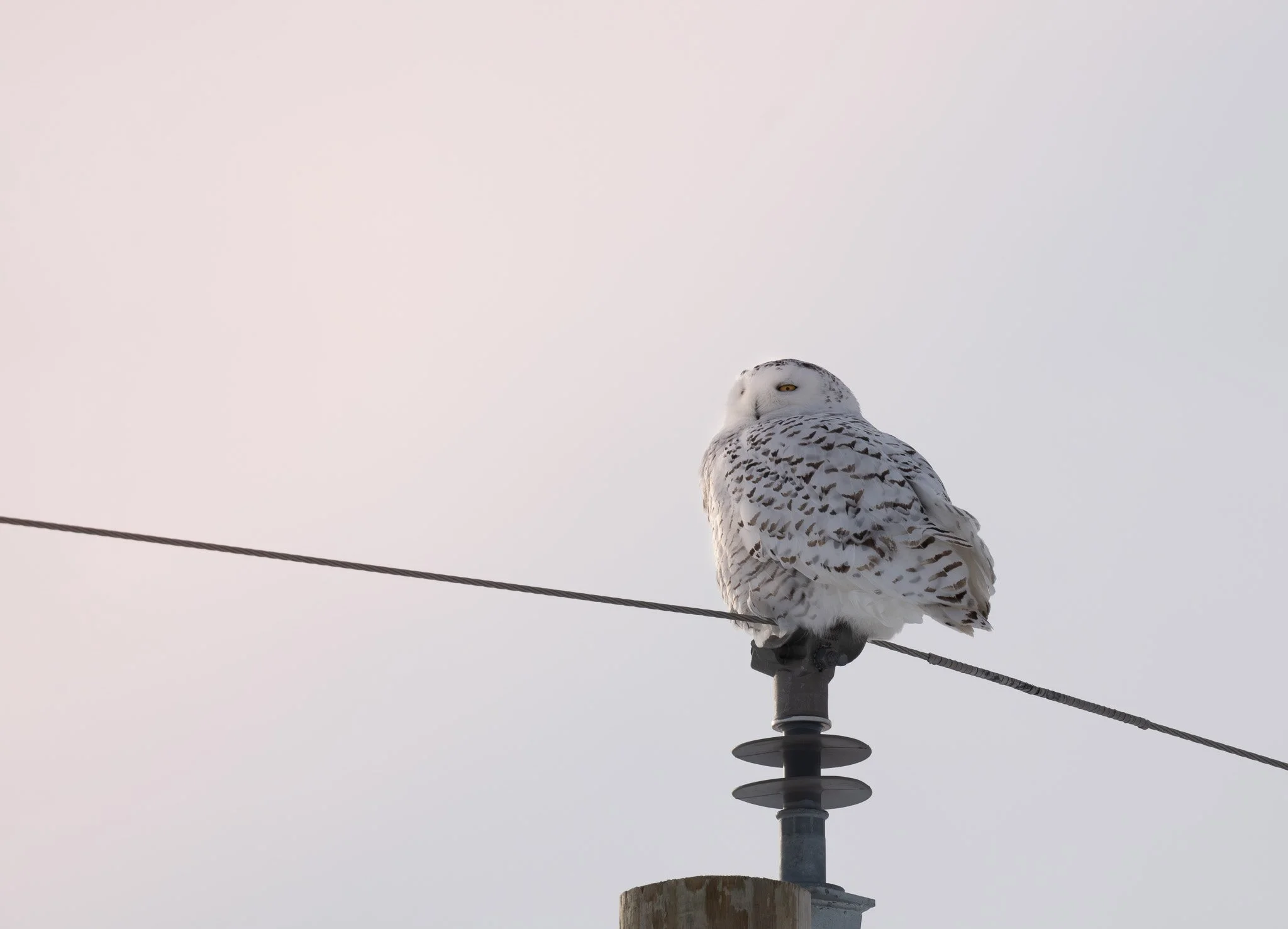 A snowy owl perched on a power line against a pale sky.