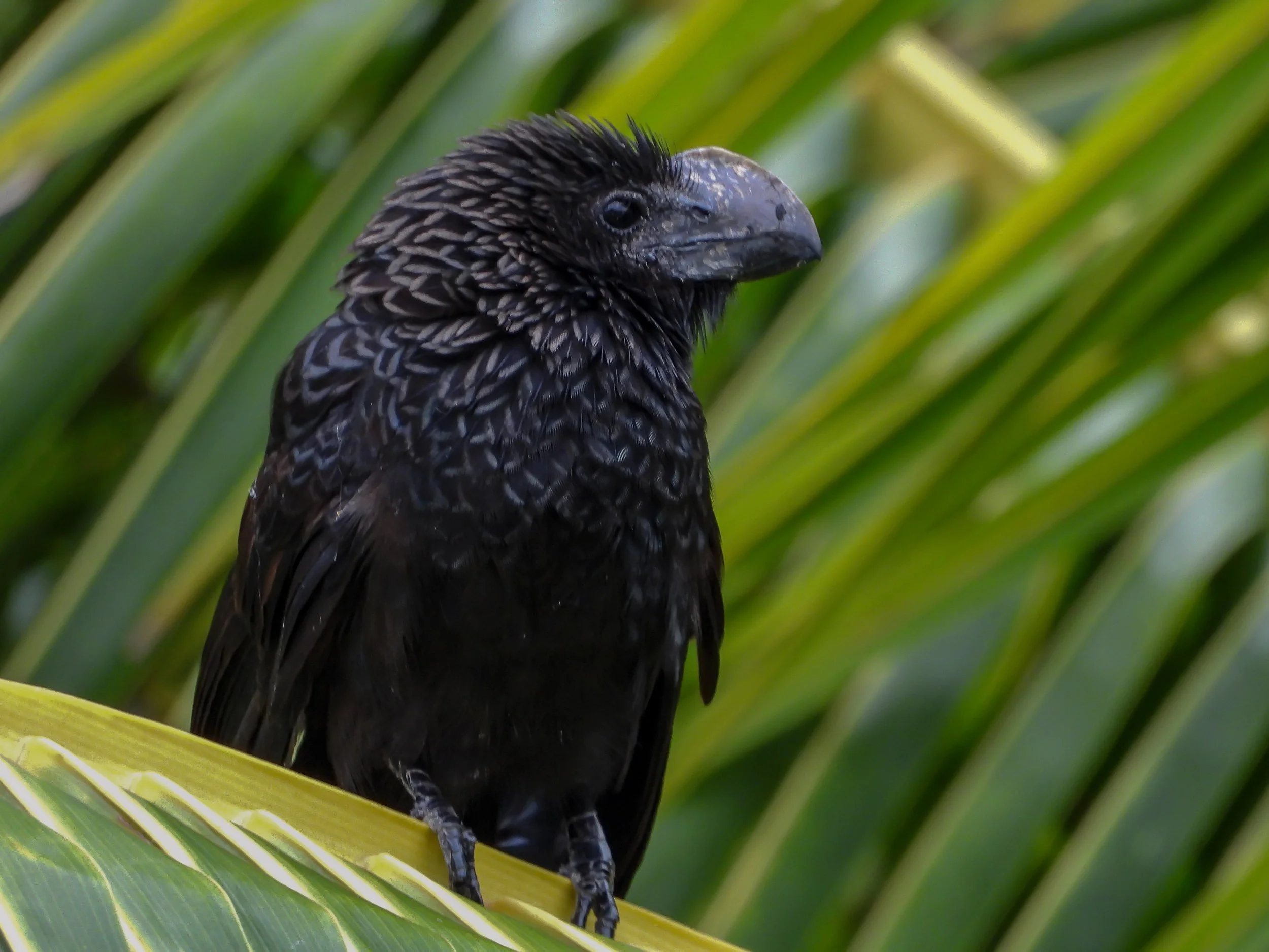 A black bird with textured feathers perched on a green leaf.
