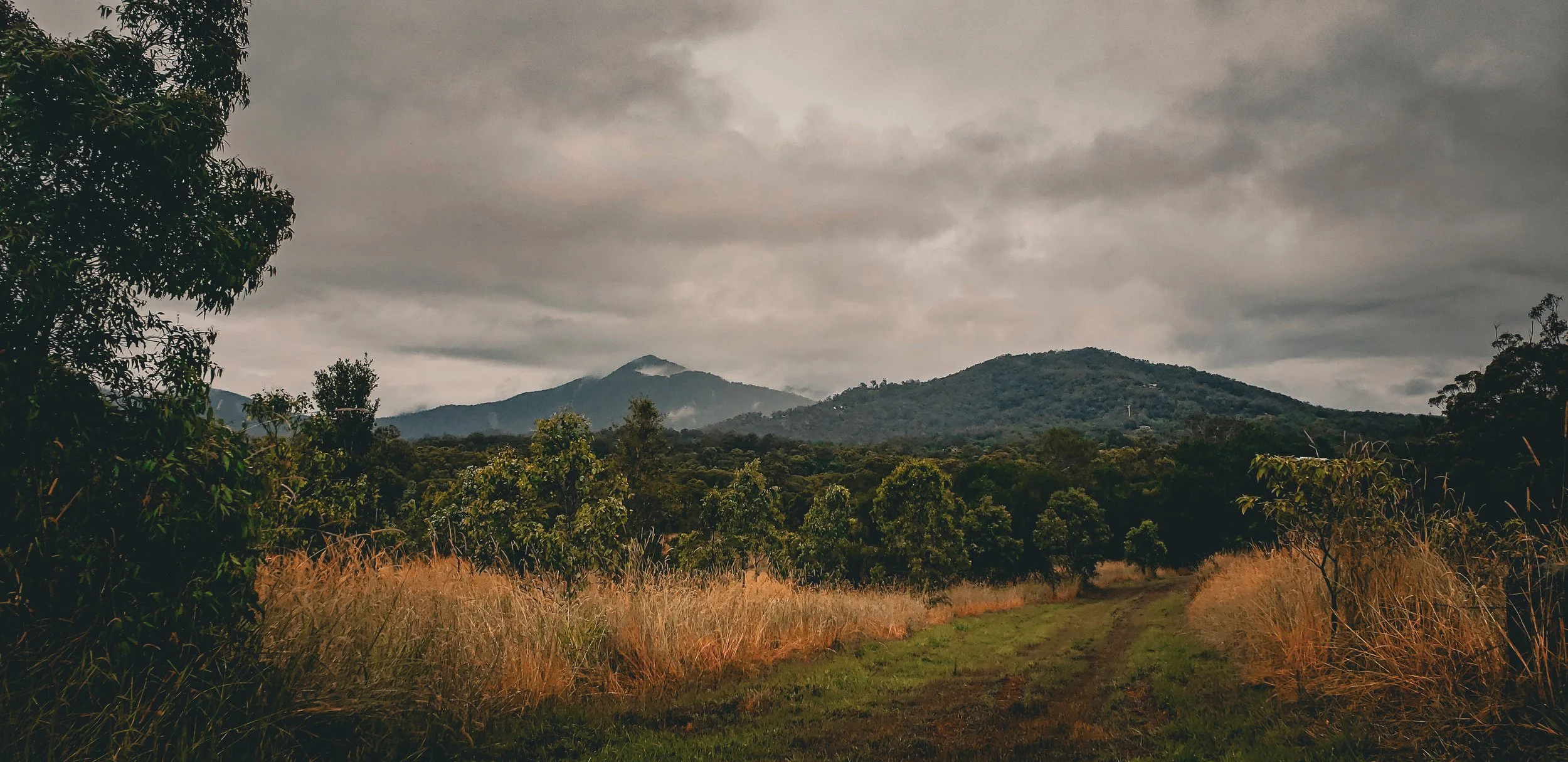 A mountain landscape with cloudy skies, dense green trees, tall golden grasses, and a dirt path leading into the distance.
