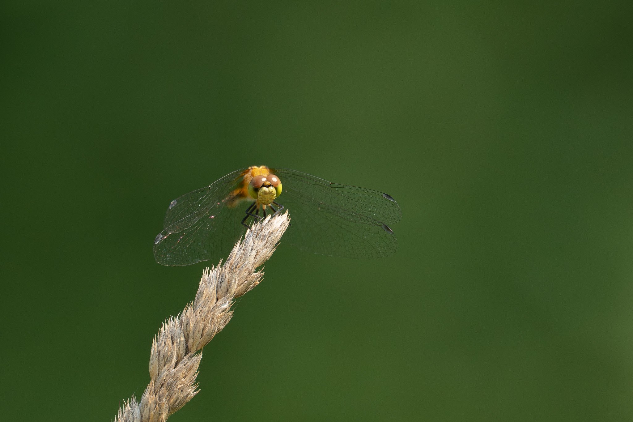 Close-up of a yellow and brown dragonfly perched on a dried, fuzzy plant against a blurred green background.