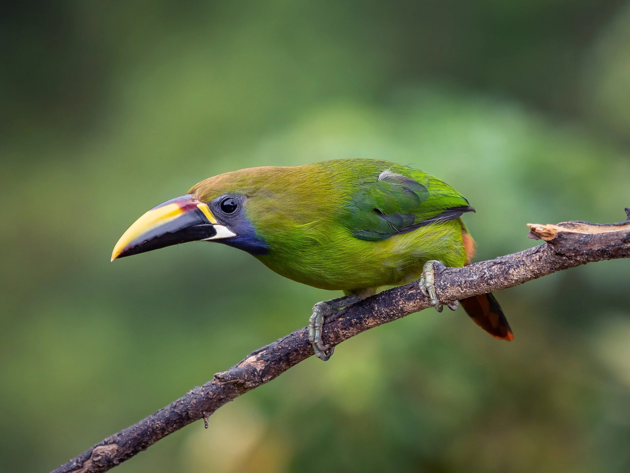 A colorful bird with a large, multicolored beak perched on a thin branch over a blurred green natural background.