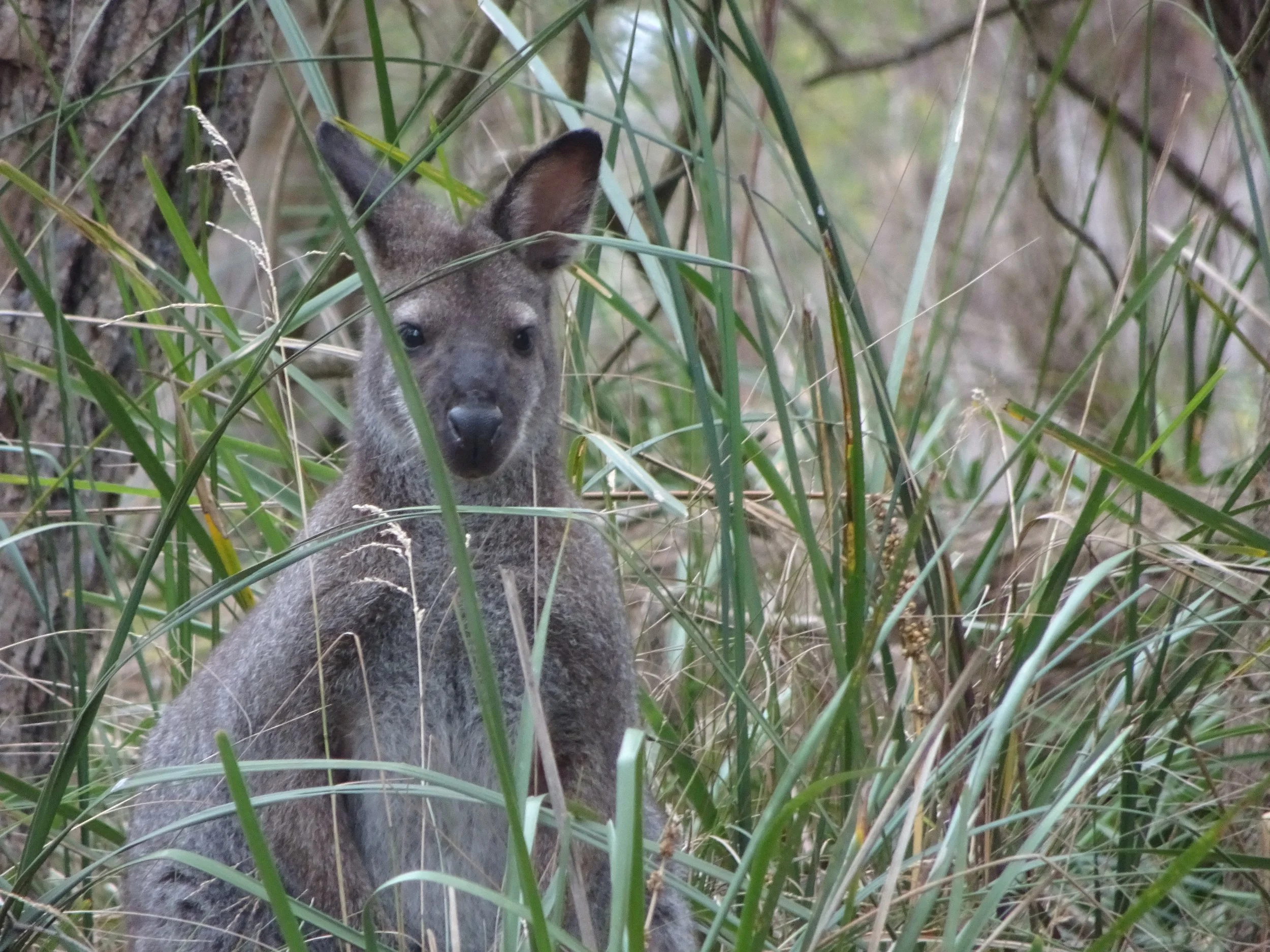 Wallaby sitting among tall grasses in Carrington Australia!