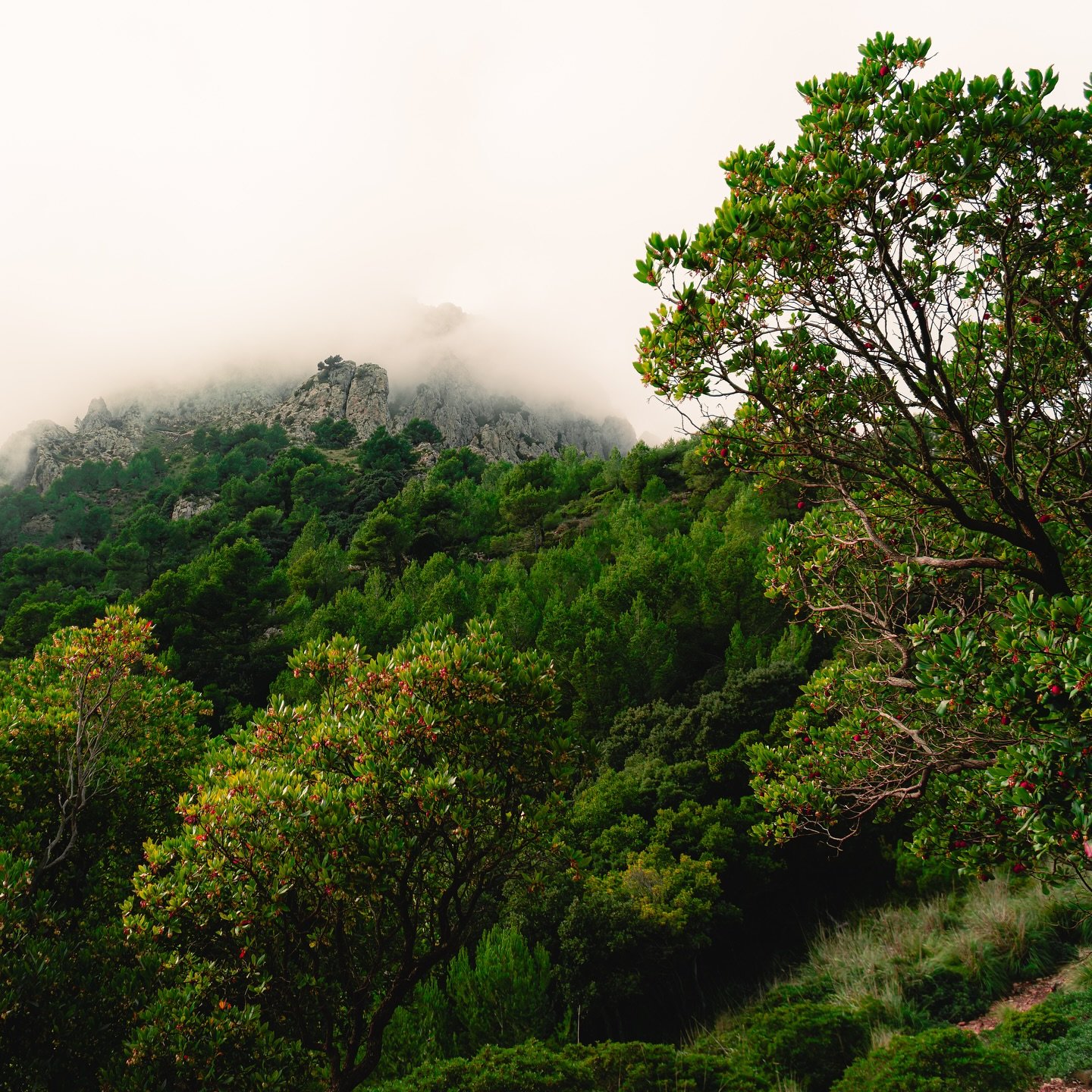 Ｗｈｅｒｅ　ｔｈｅ　ｍｏｕｎｔａｉｎｓ　ｍｅｅｔ　ｔｈｅ　ｓｋｙ

#photographer #sonyalpha #nature #earth #photoshoot #leaves #sonyphotography #sky #foggymountains #mountain #mallorca #november #mallorcamountains