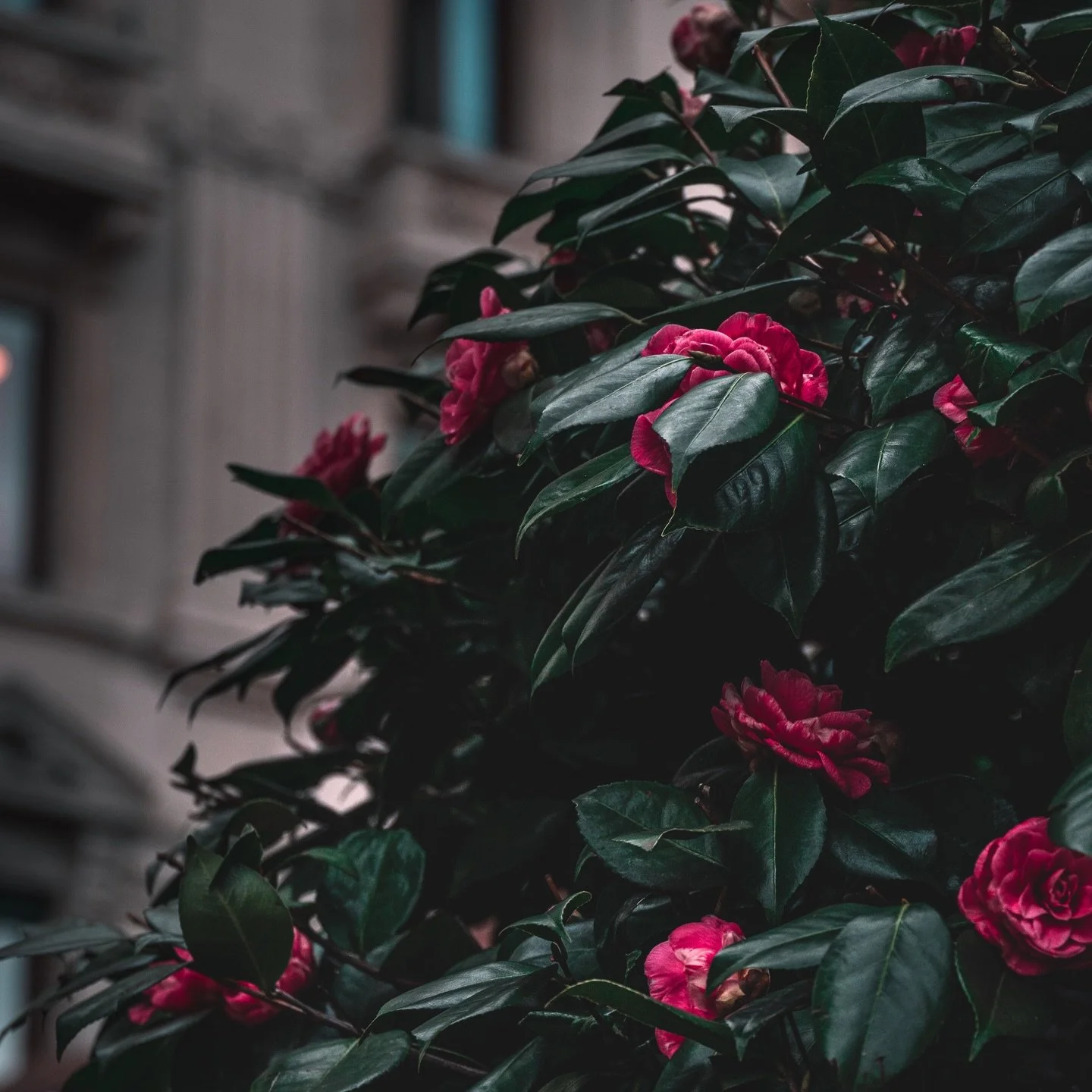 @melia.hotels.international